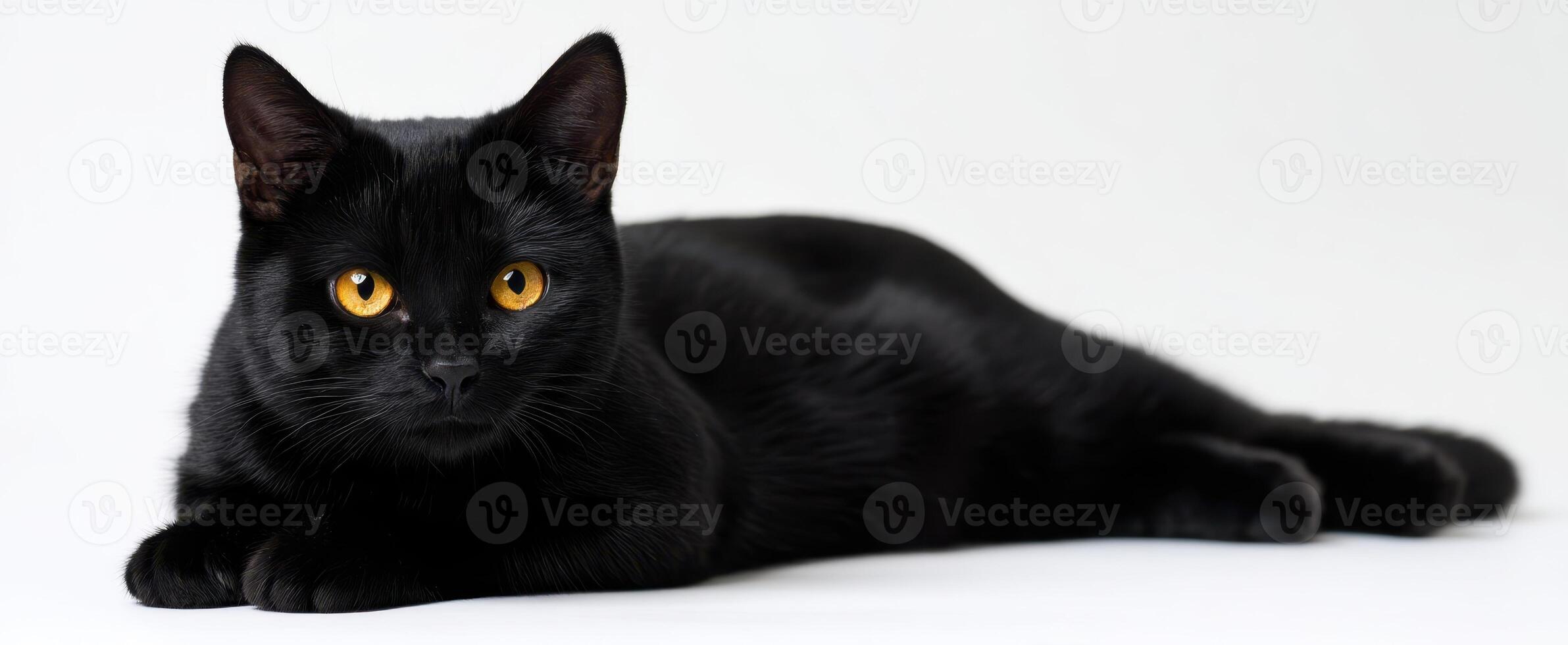 The black cat with mesmerizing golden eyes posing elegantly on a white background. photo