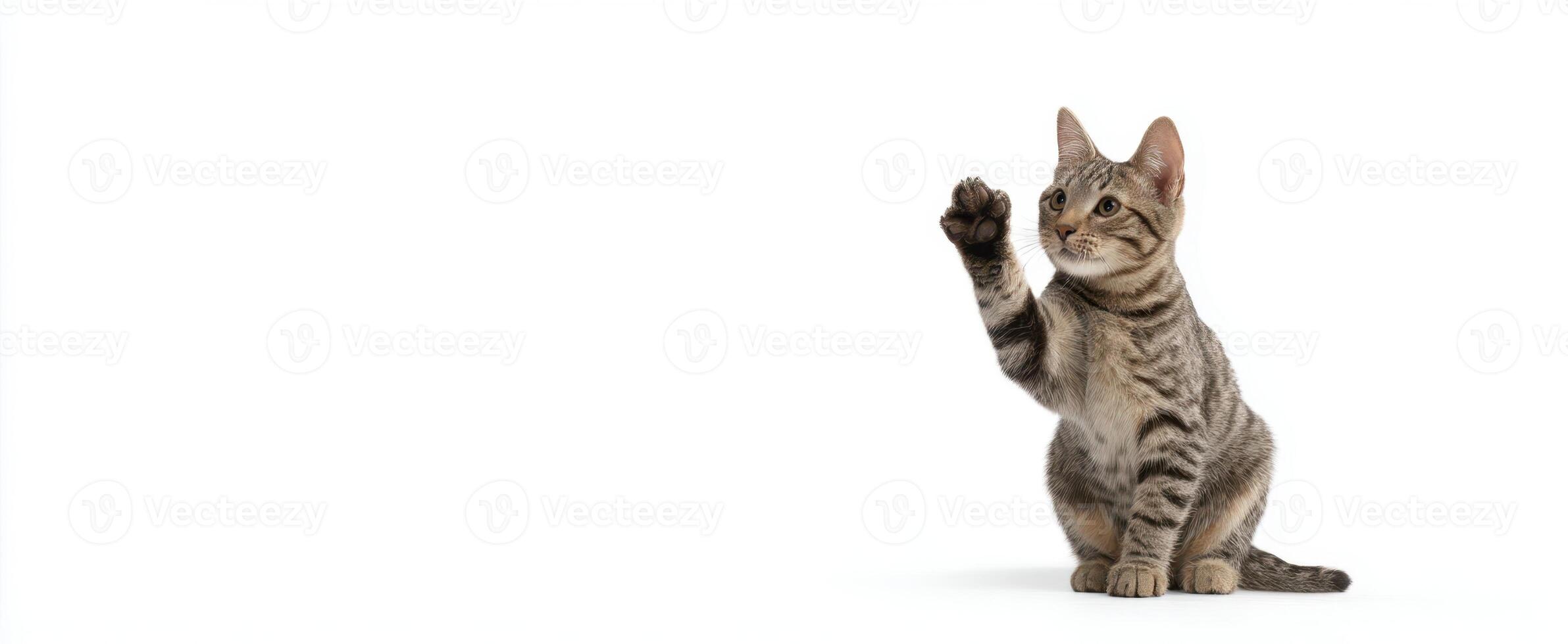 The adorable cat raising its paw in a playful gesture against a white background. photo