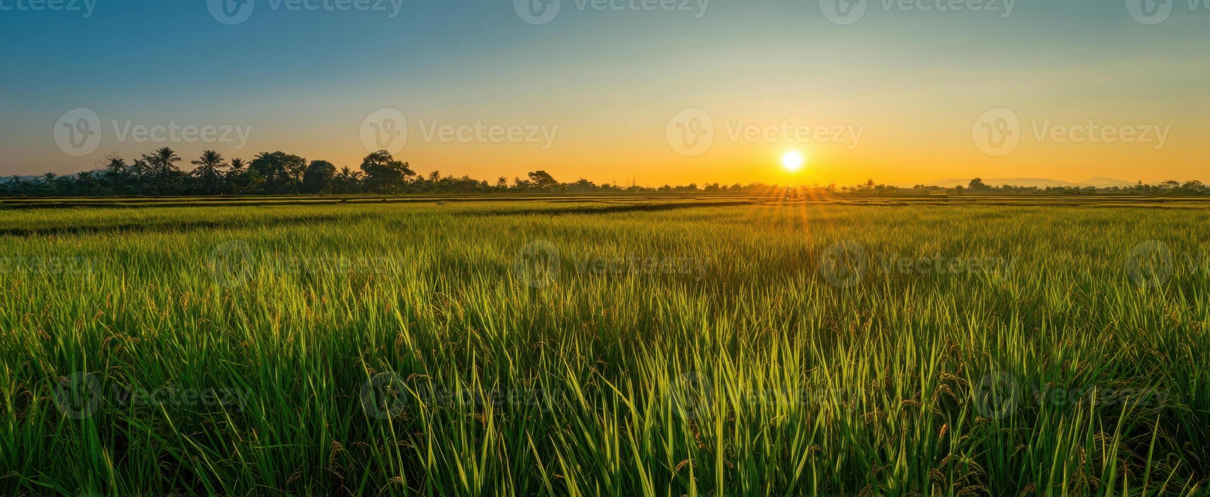 The serene rice field at sunset with vibrant green growth and golden sun. photo