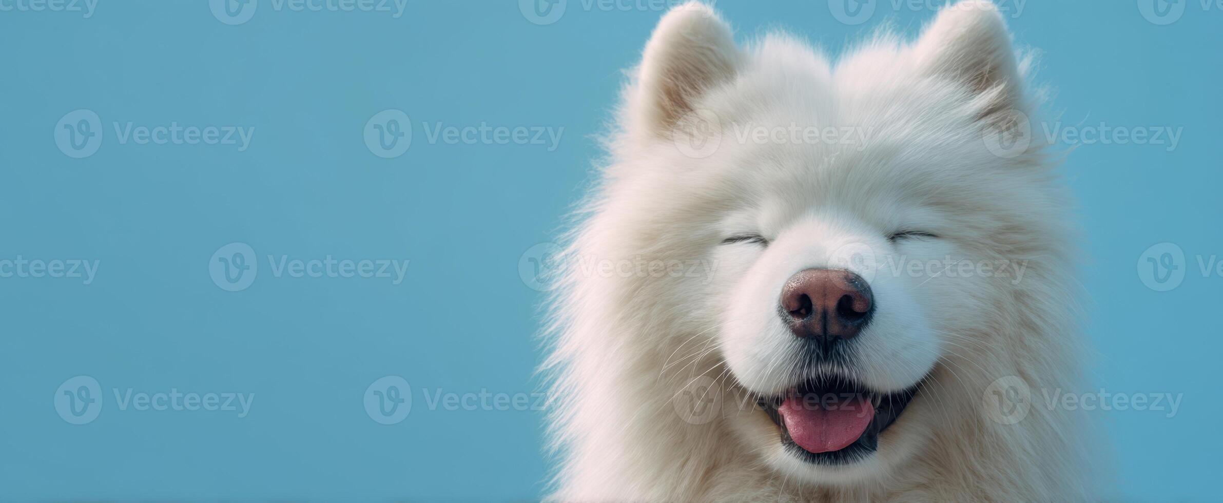 The charming expression of a happy Samoyed dog against a blue background. photo