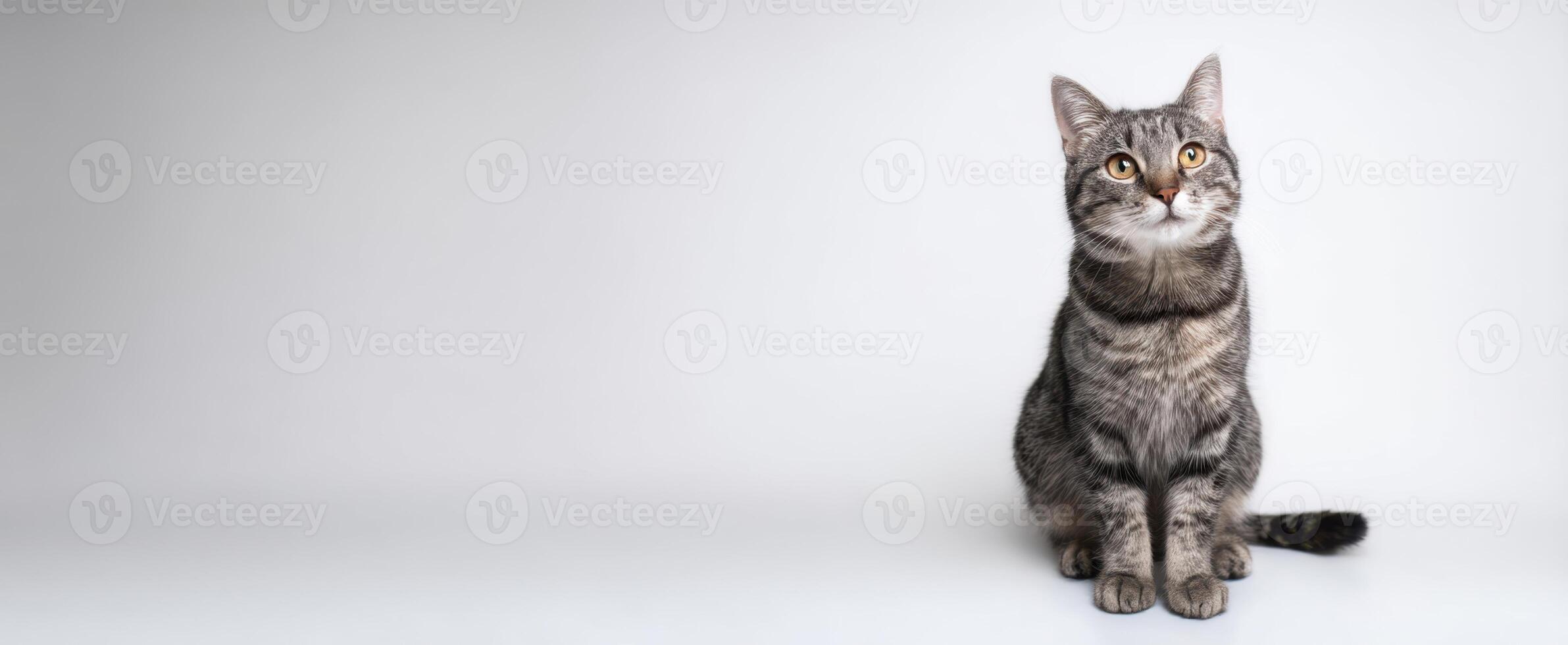 The adorable tabby cat sitting calmly against a minimalistic background photo