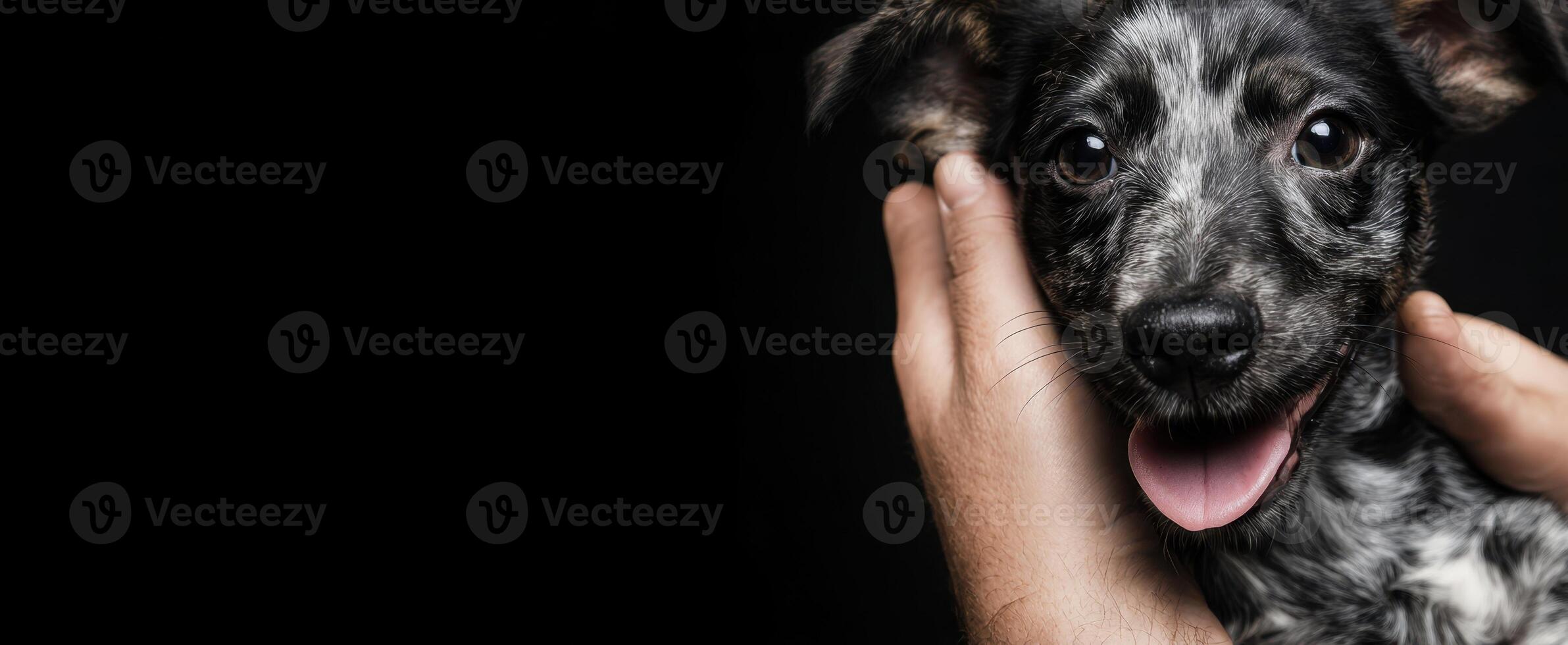 The adorable puppy being held lovingly in hands against a dark background. photo