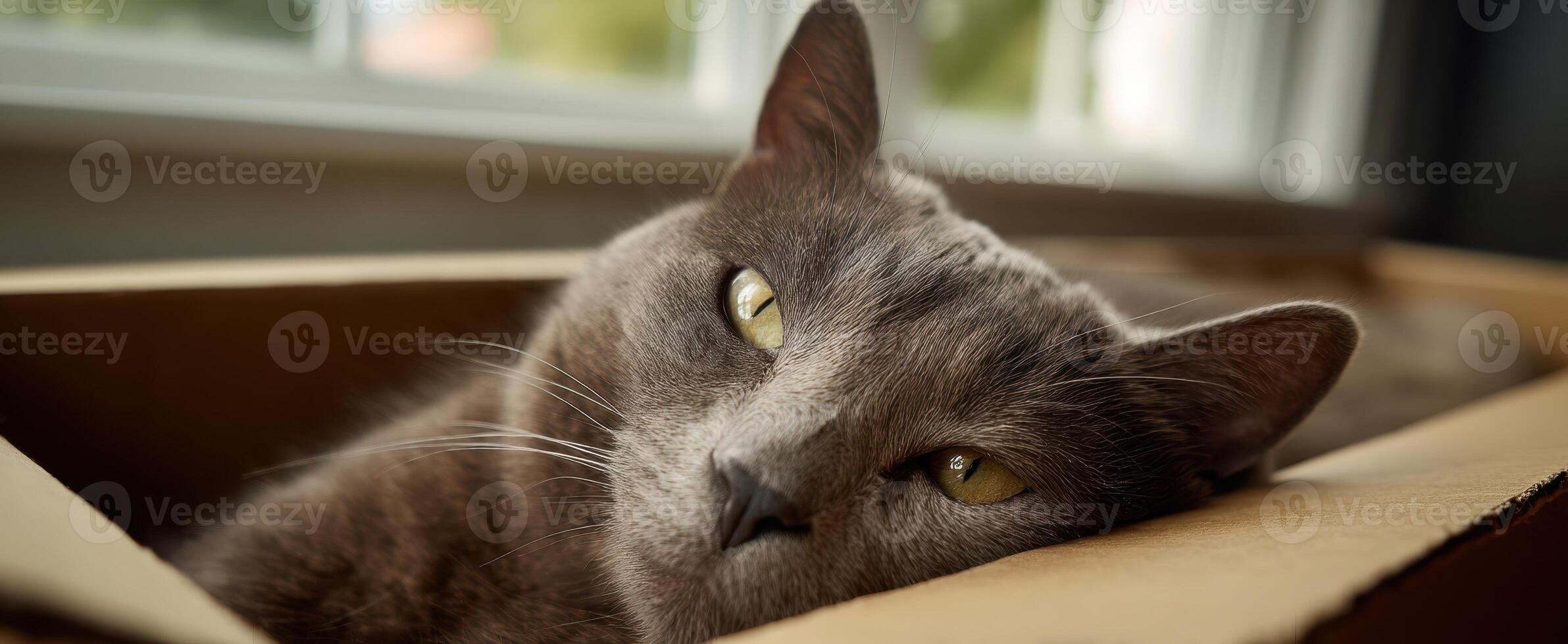 The gray cat relaxing comfortably in a cardboard box by the window. photo
