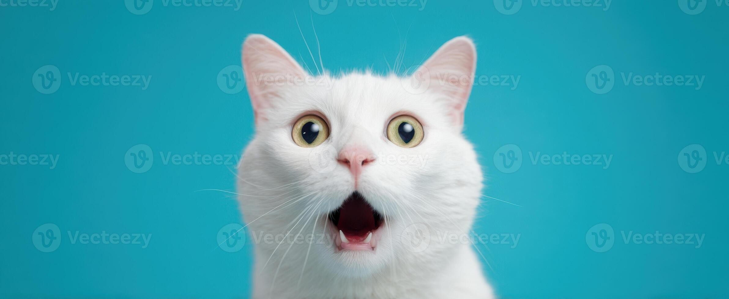 The surprised white cat showing a shocked expression against a bright blue background. photo