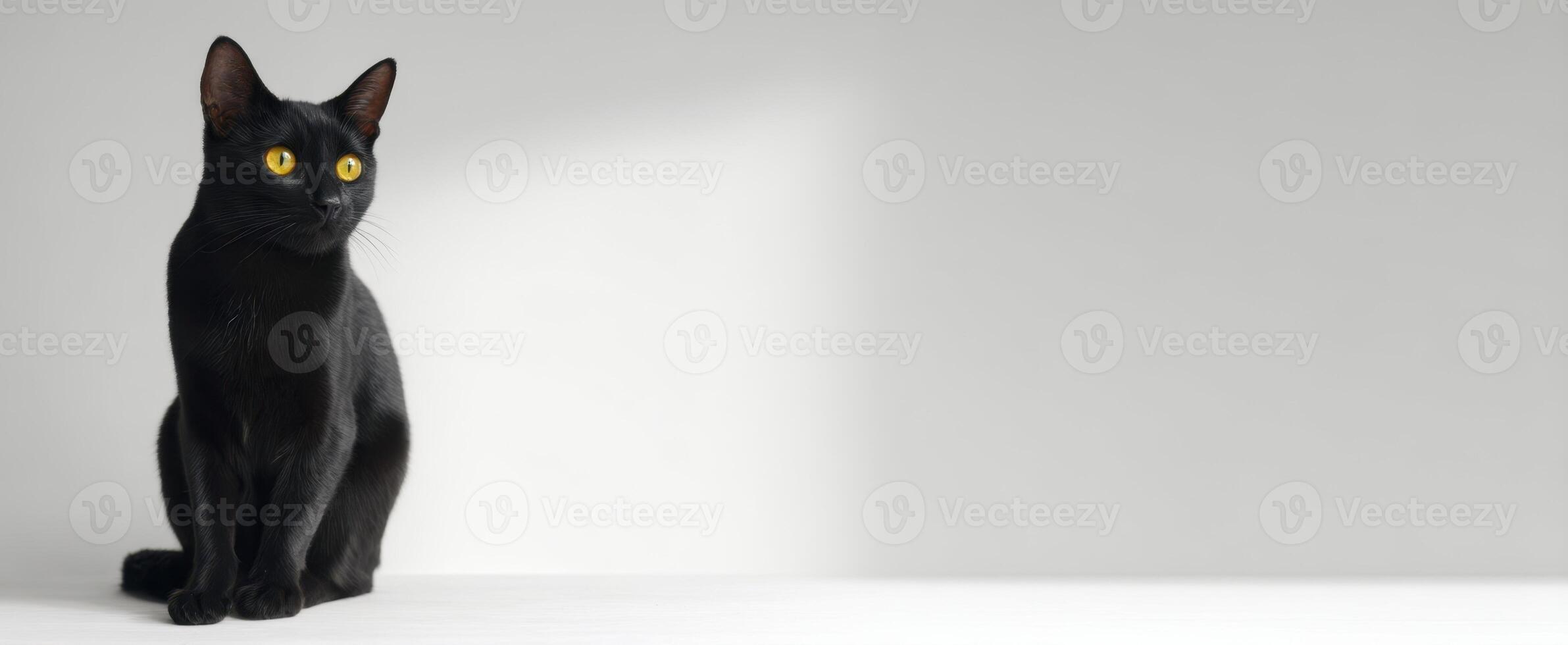 The black cat with striking yellow eyes against a minimalistic background photo