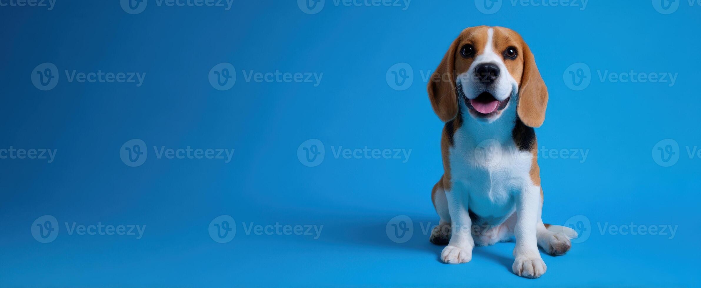 The adorable beagle puppy sitting against a vibrant blue background. photo