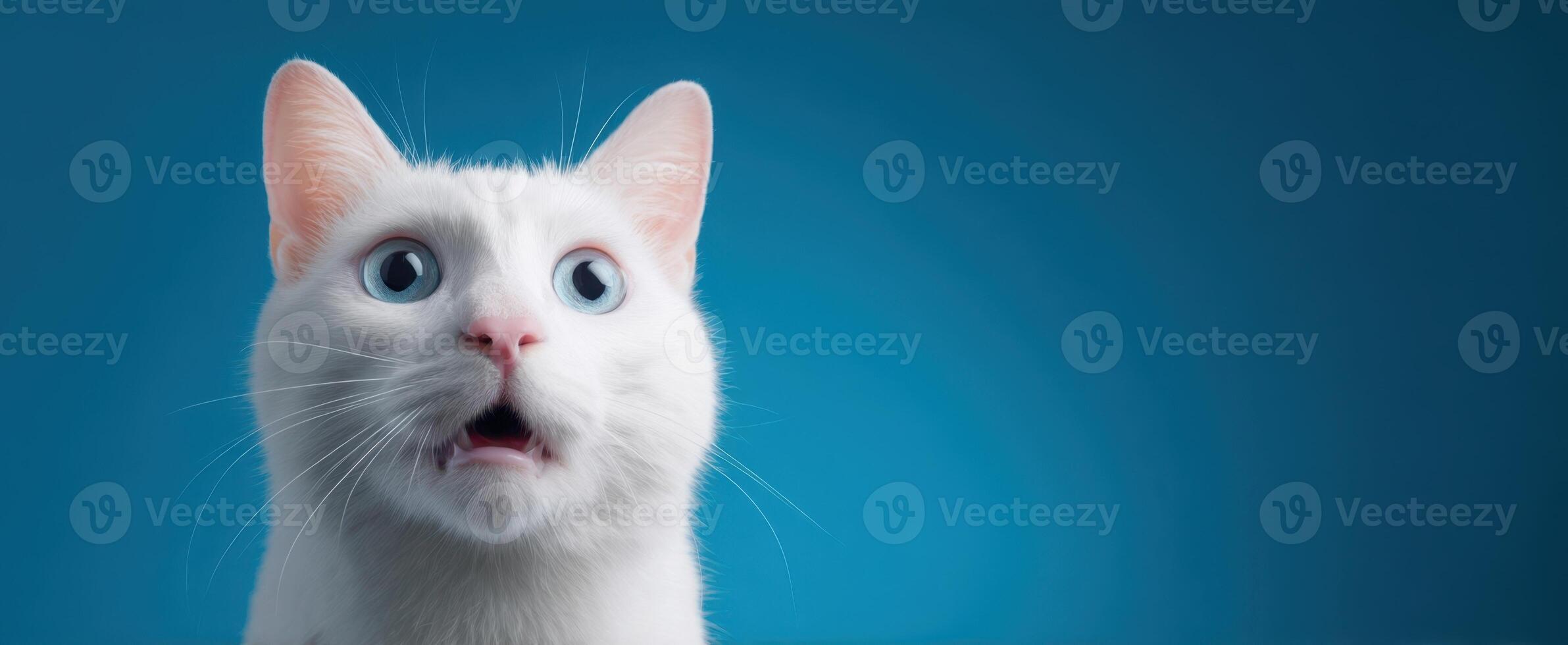 The surprised white cat with expressive blue eyes against a vibrant background photo
