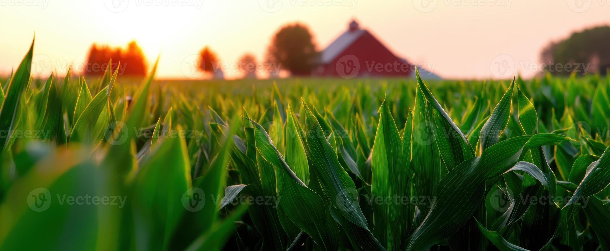 The vibrant cornfield at sunset with a charming red barn in the background. photo