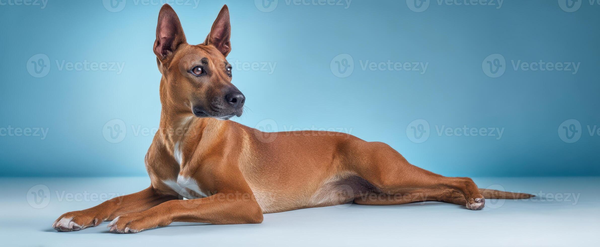 The elegant dog resting confidently against a blue background. photo