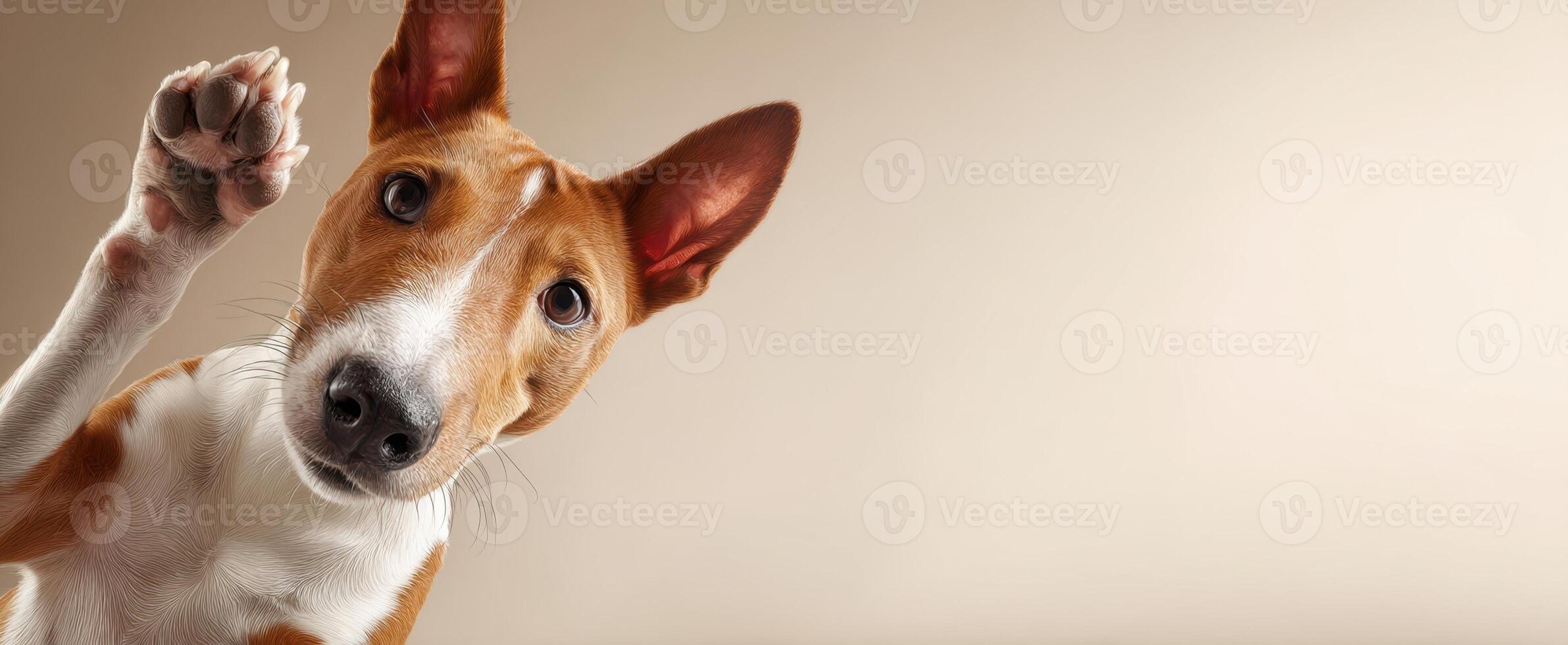 The adorable dog reaching out with a paw in a studio setting photo