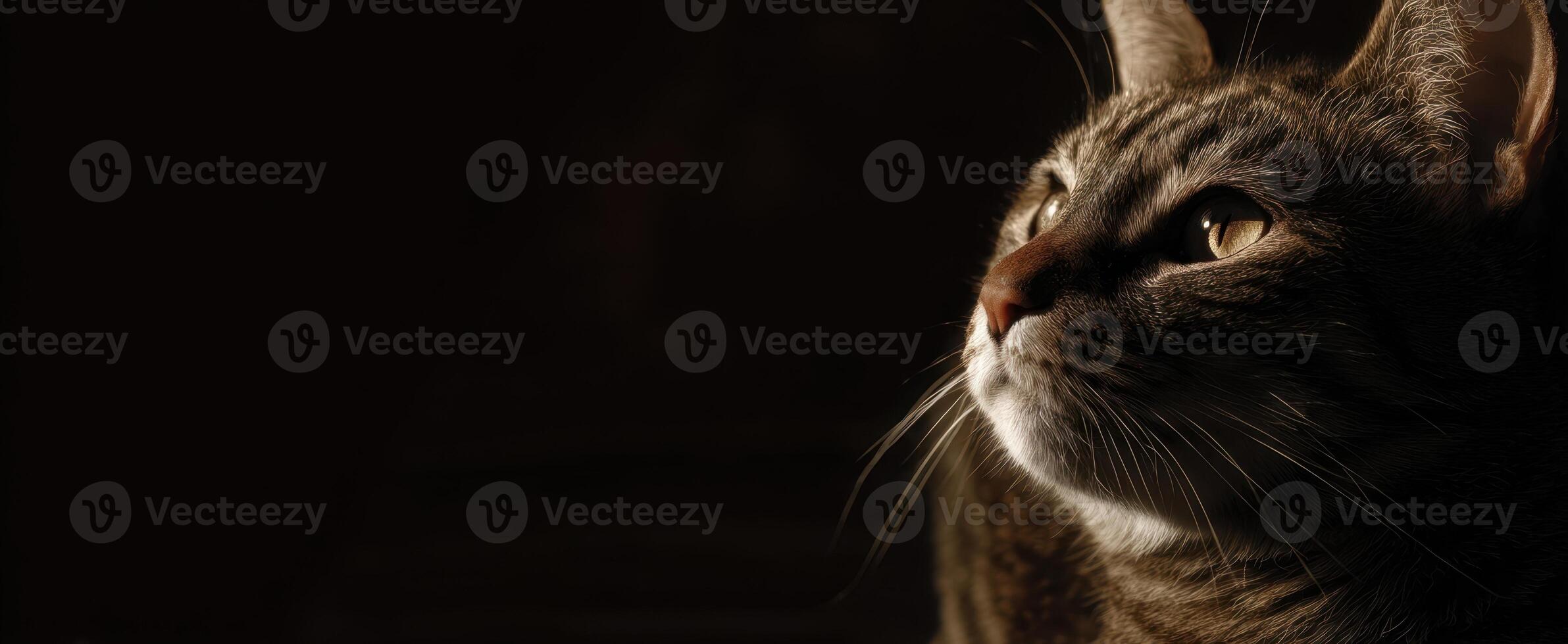 The Curious Cat Gazing Thoughtfully into the Dim Light photo