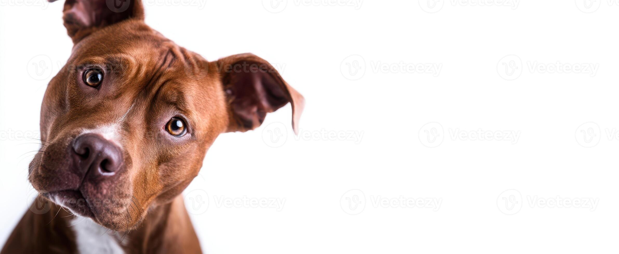 The curious dog with a playful expression on a white background. photo