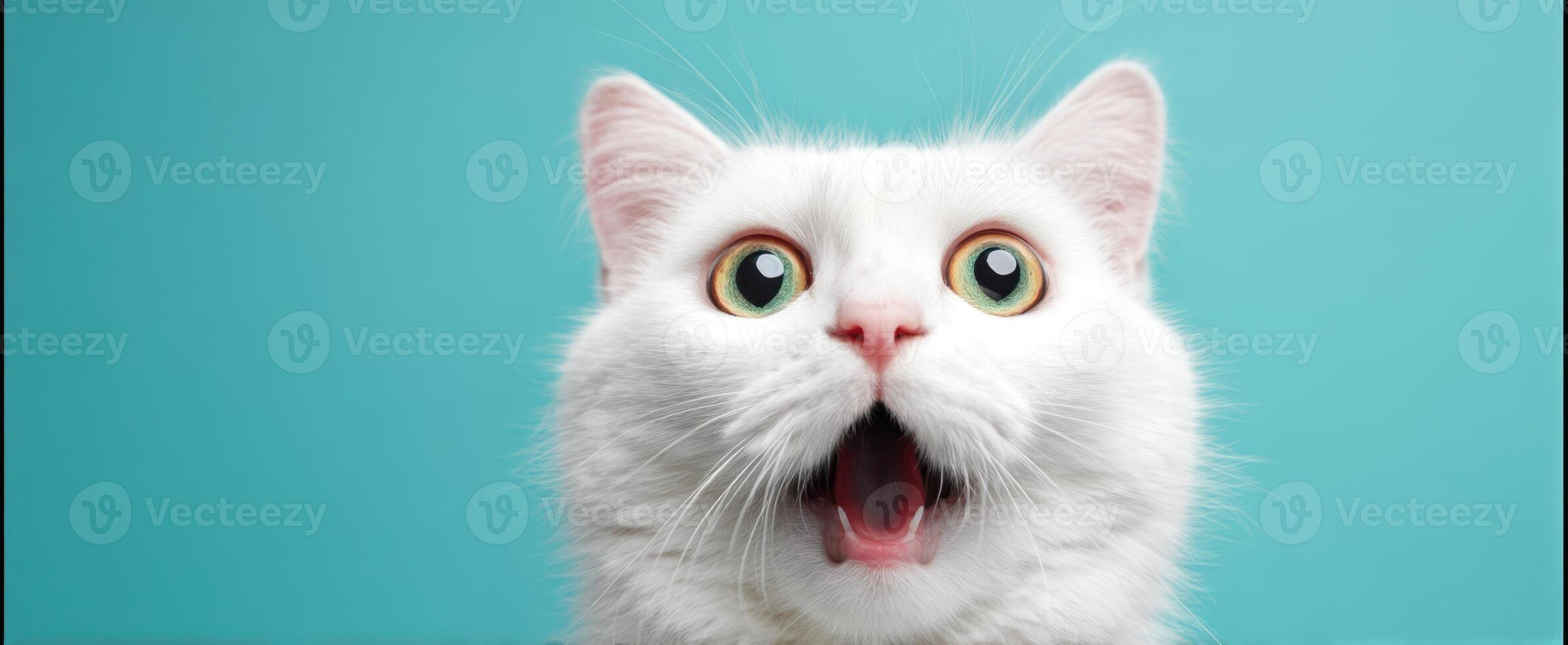 The surprised white cat with big eyes and an open mouth amazed by something. photo