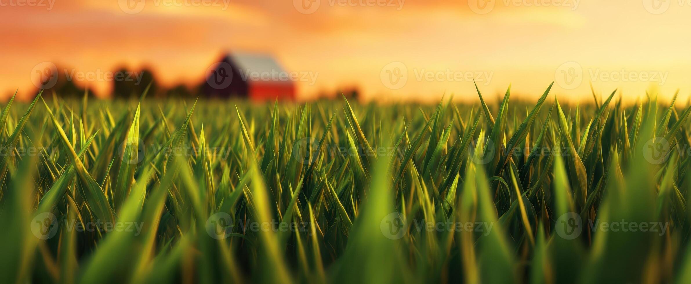 The serene grass field under a beautiful sunset with a rustic barn. photo