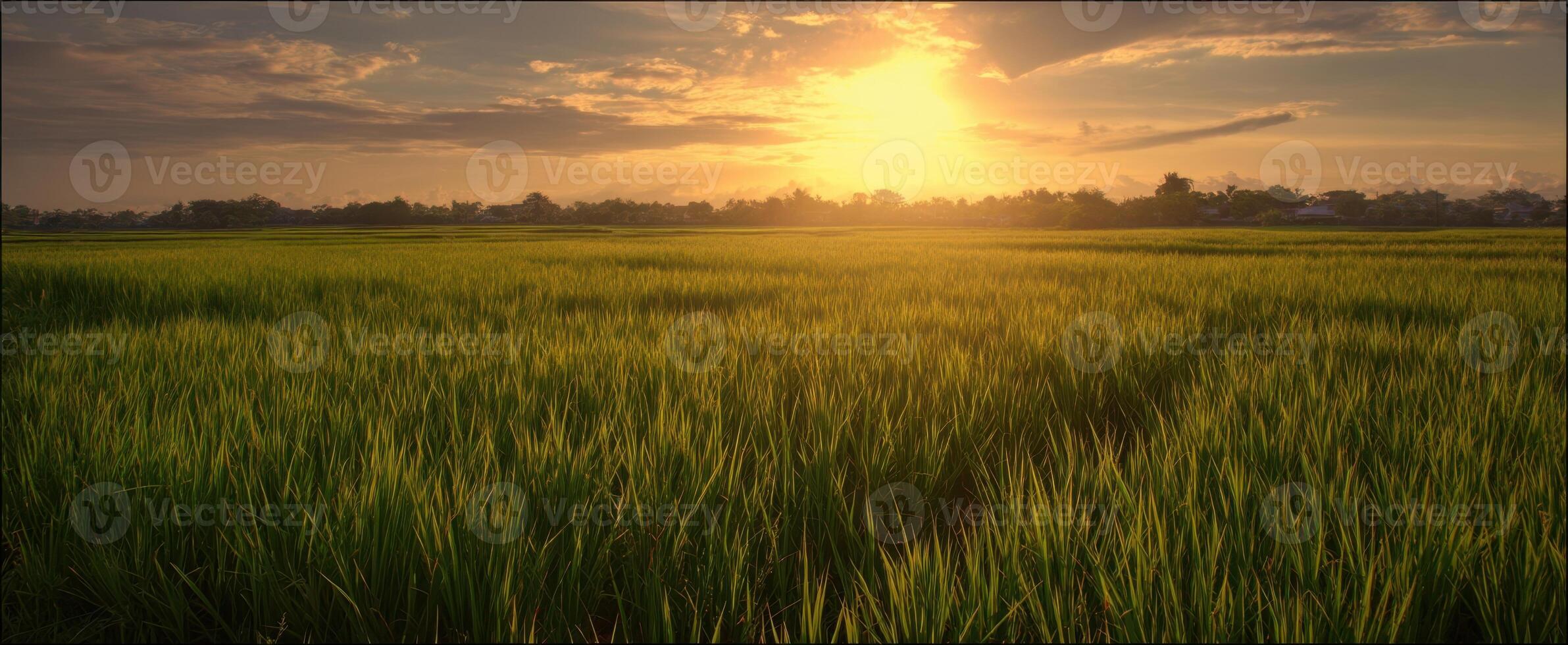 The Majestic Rice Field Bathed in Golden Sunset Light photo
