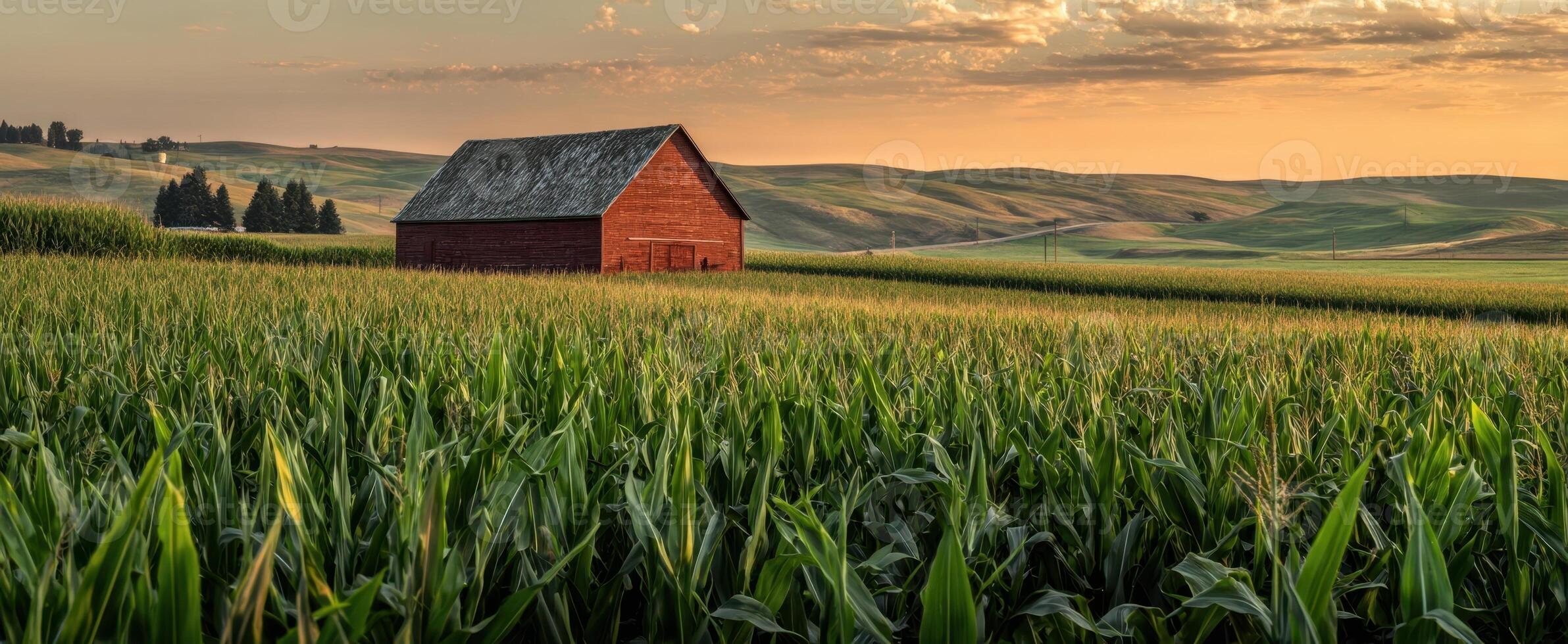 The rustic barn set against the golden sunset over rolling hills. photo