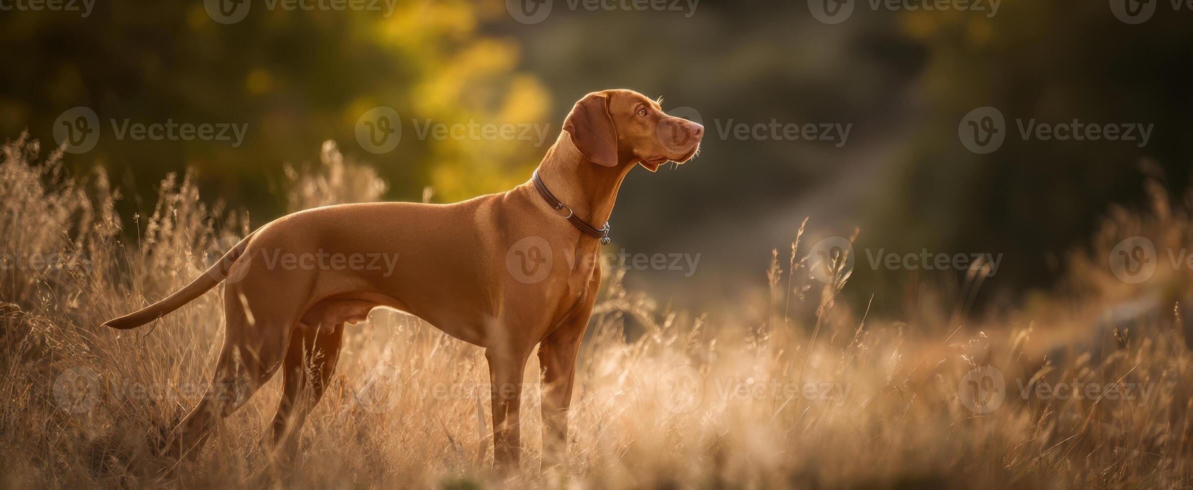 The majestic dog standing gracefully in a sunlit field of grass. photo