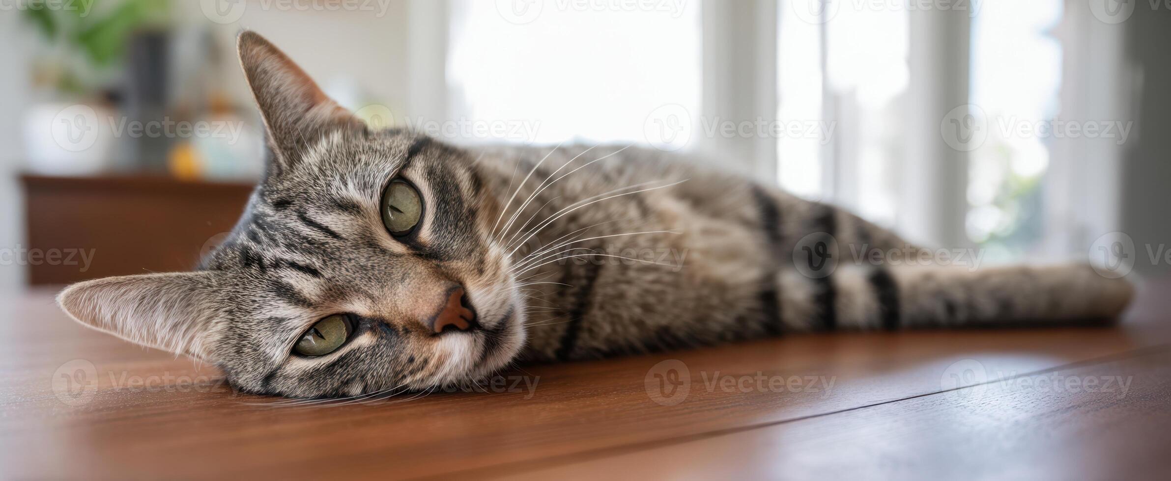 The lazy tabby cat relaxing comfortably on a wooden table. photo