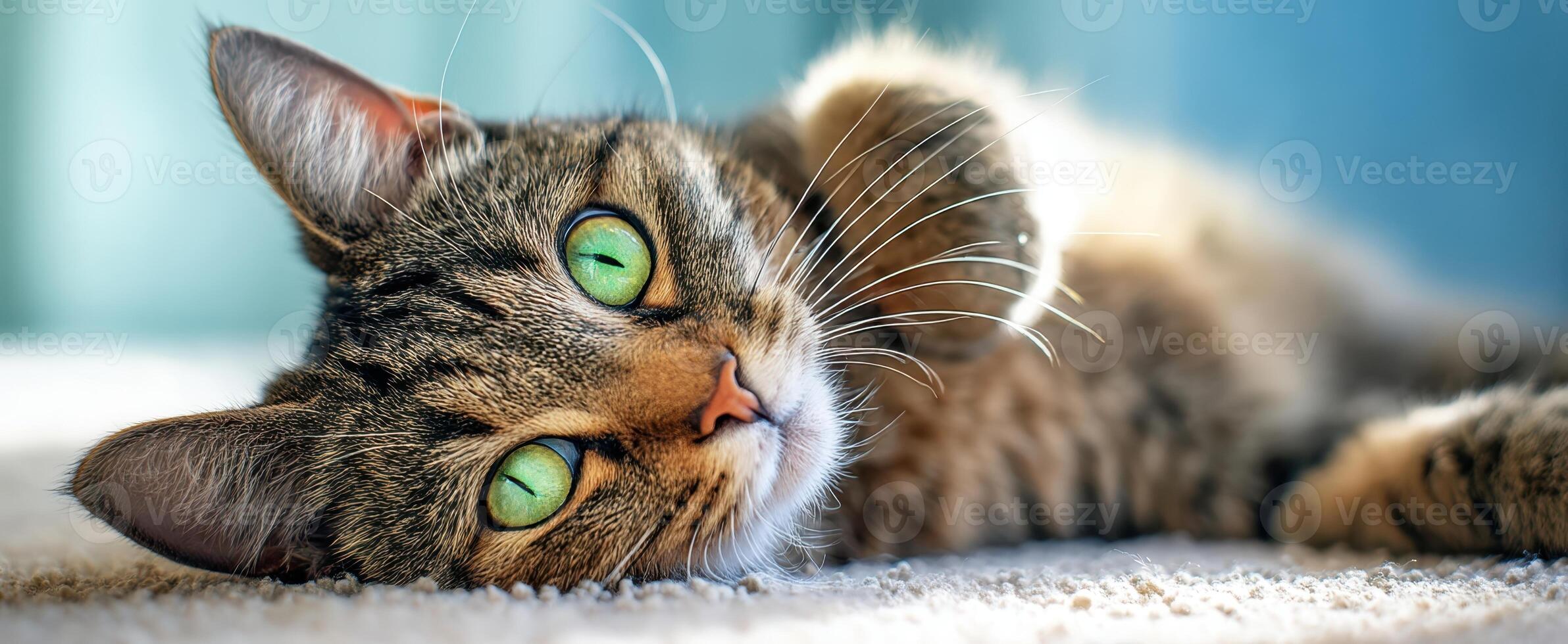 The playful tabby cat lounging peacefully on a soft carpet photo