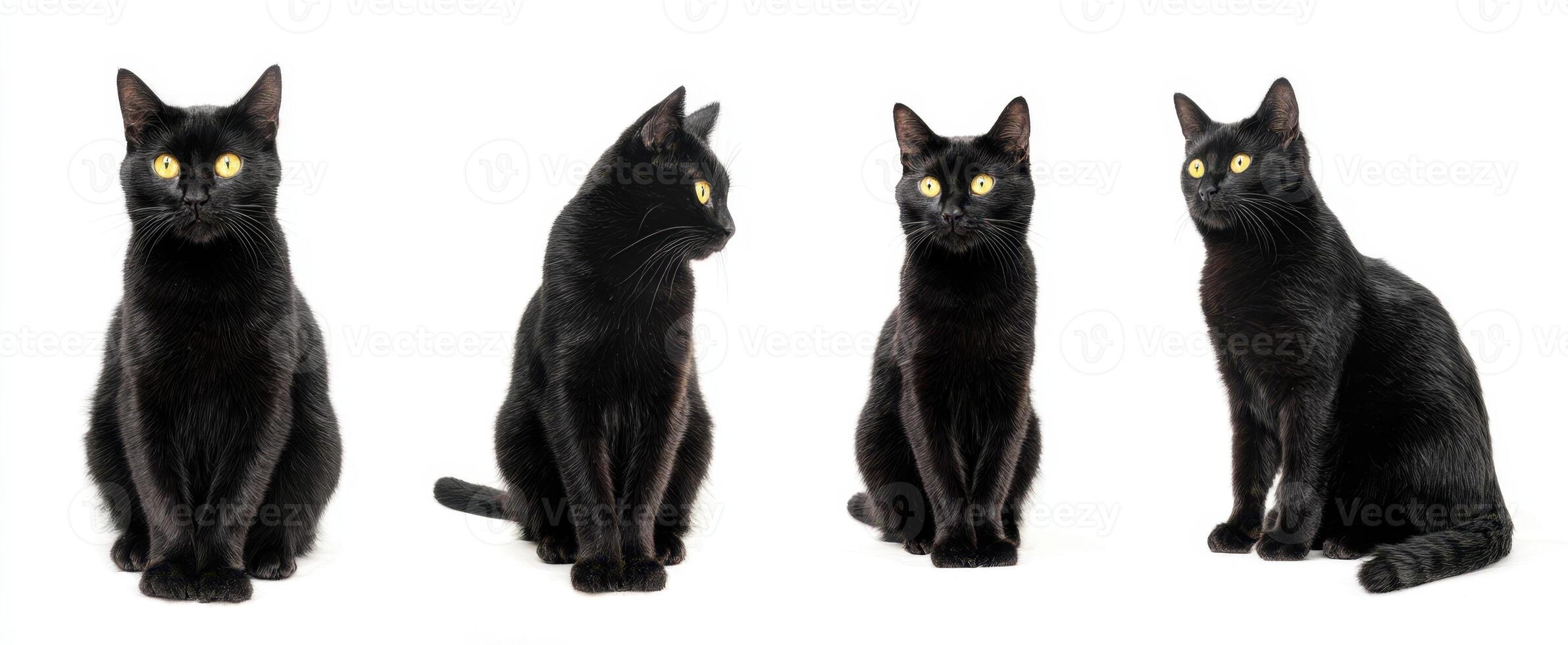 The black cat series showcasing various poses and expressions. photo