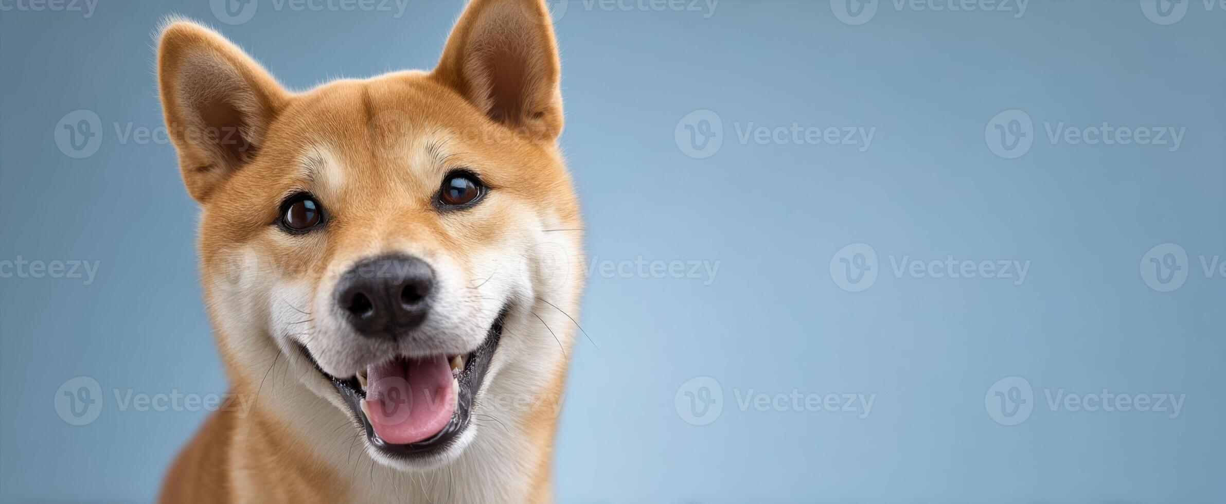 The happy shiba inu dog with a joyful expression and soft fur. photo