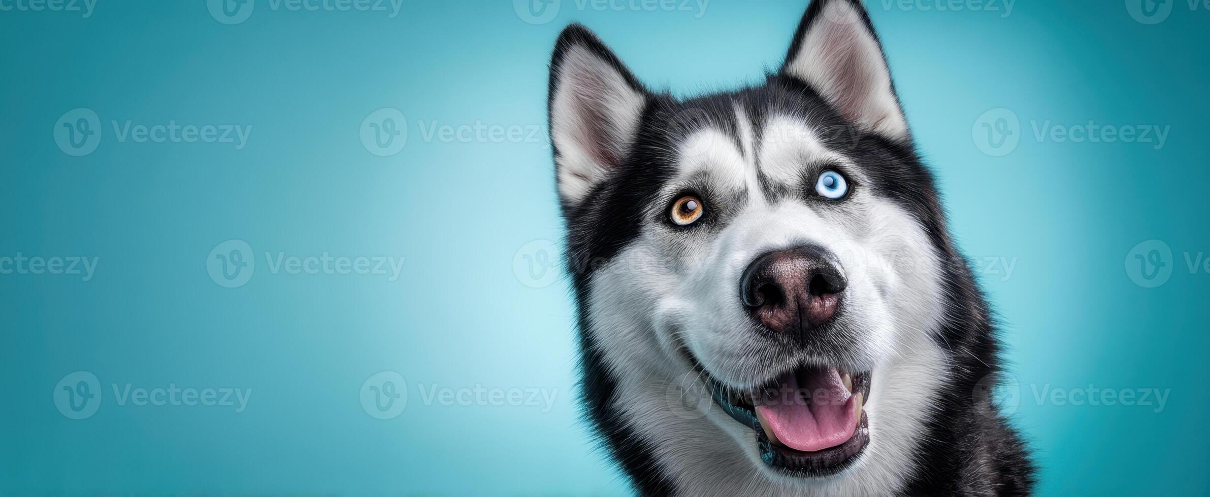 The happy husky with striking multicolored eyes against a vibrant background. photo