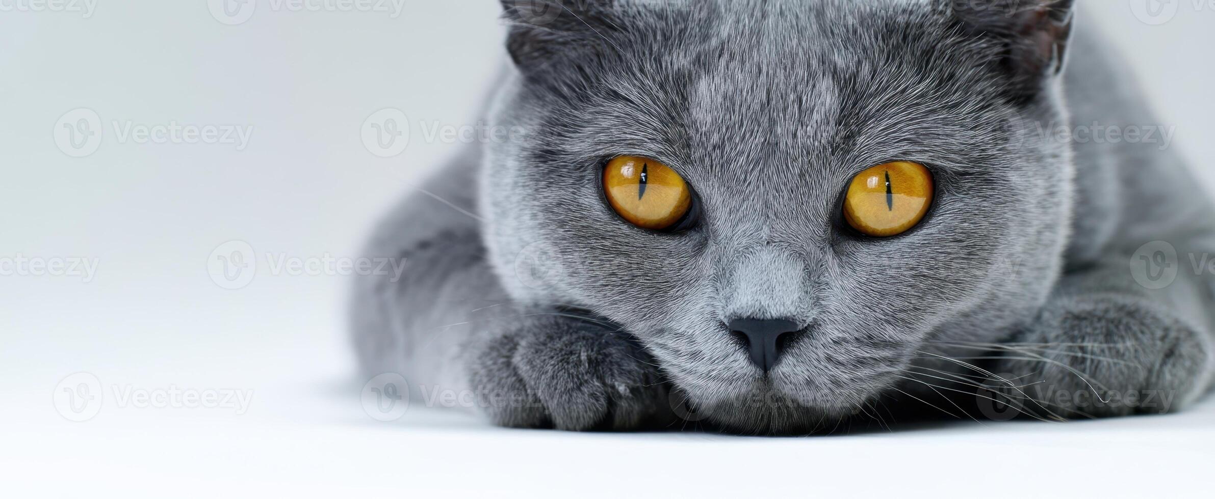 The mesmerizing presence of a relaxed grey cat with striking orange eyes. photo