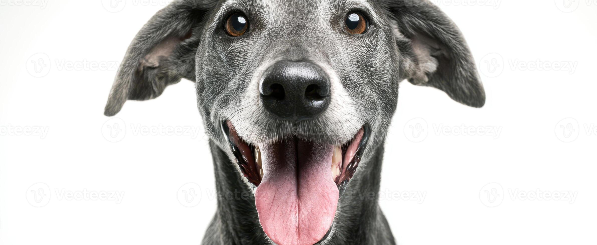The smiling gray dog showcasing joy and friendliness in a portrait. photo
