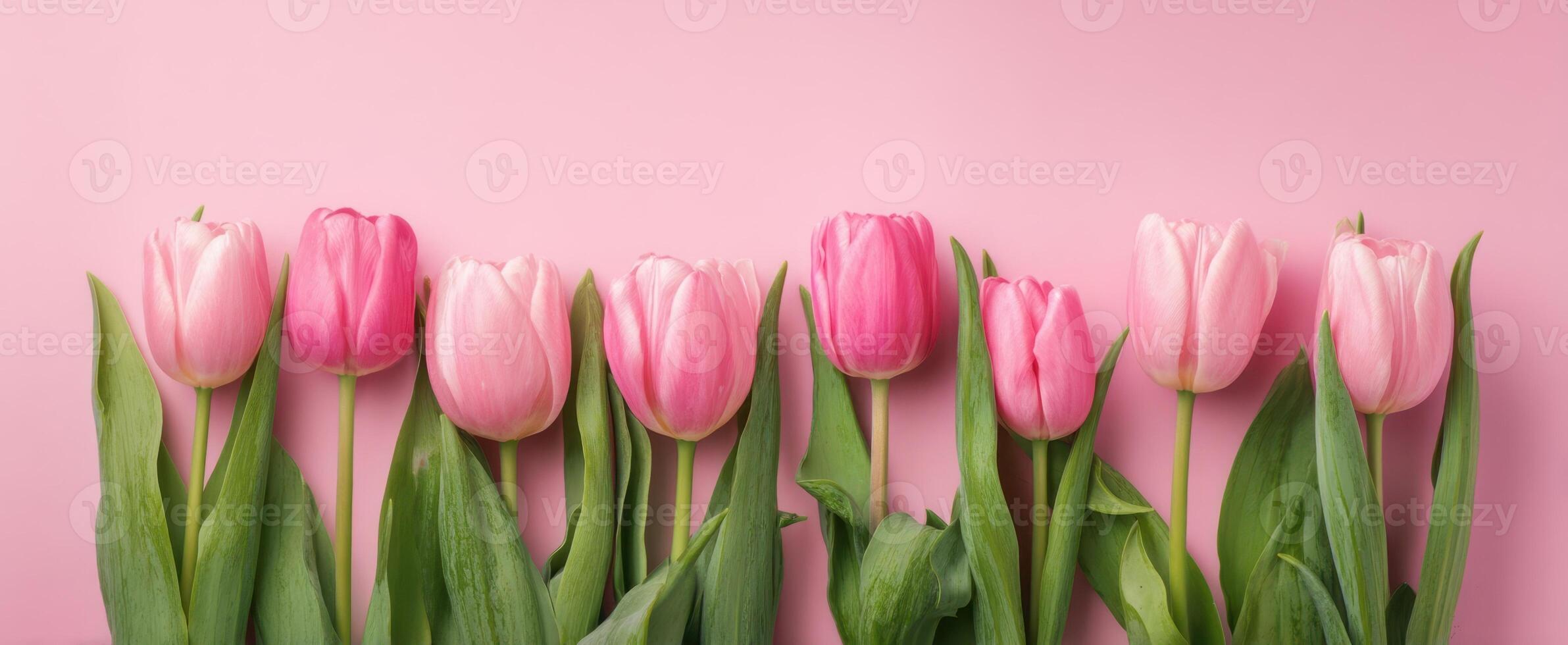 The vibrant display of pink tulips against a soft pastel background. photo
