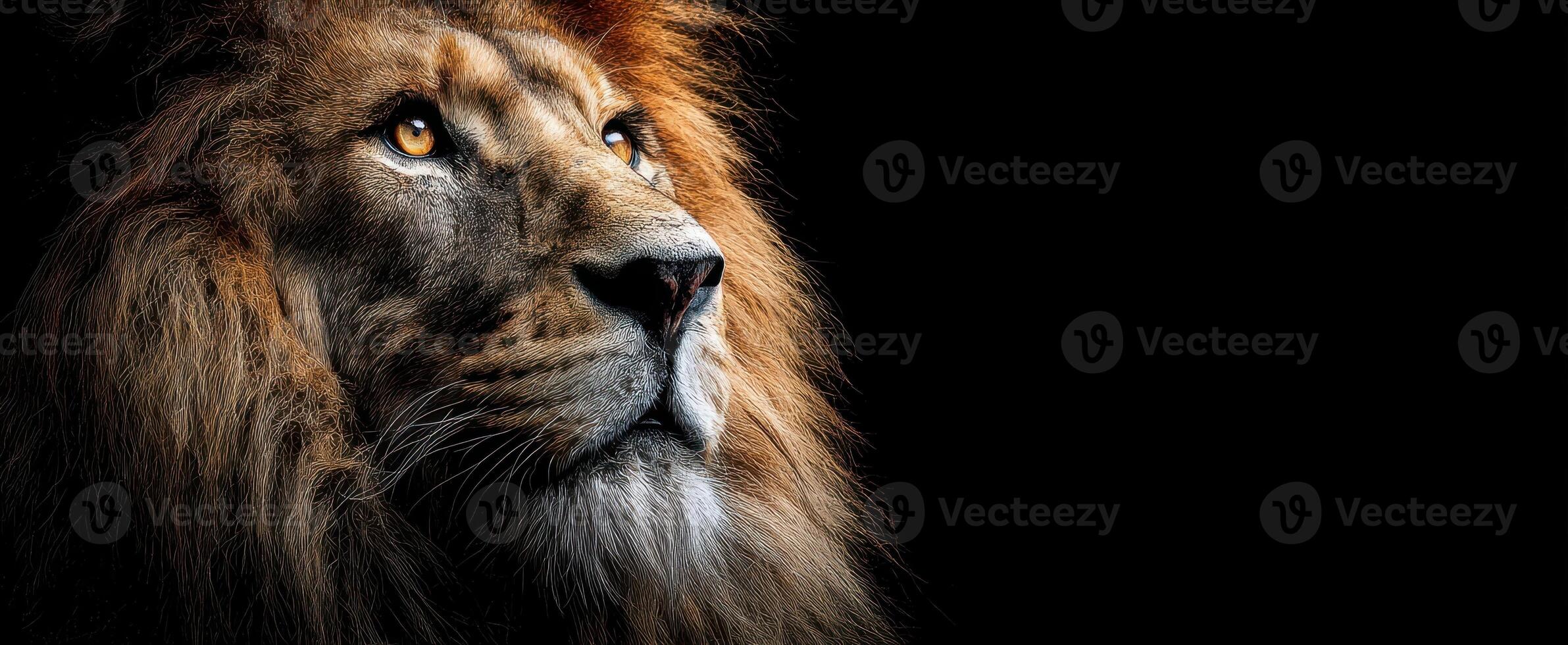 The majestic lion gazing powerfully into the darkness with golden eyes. photo
