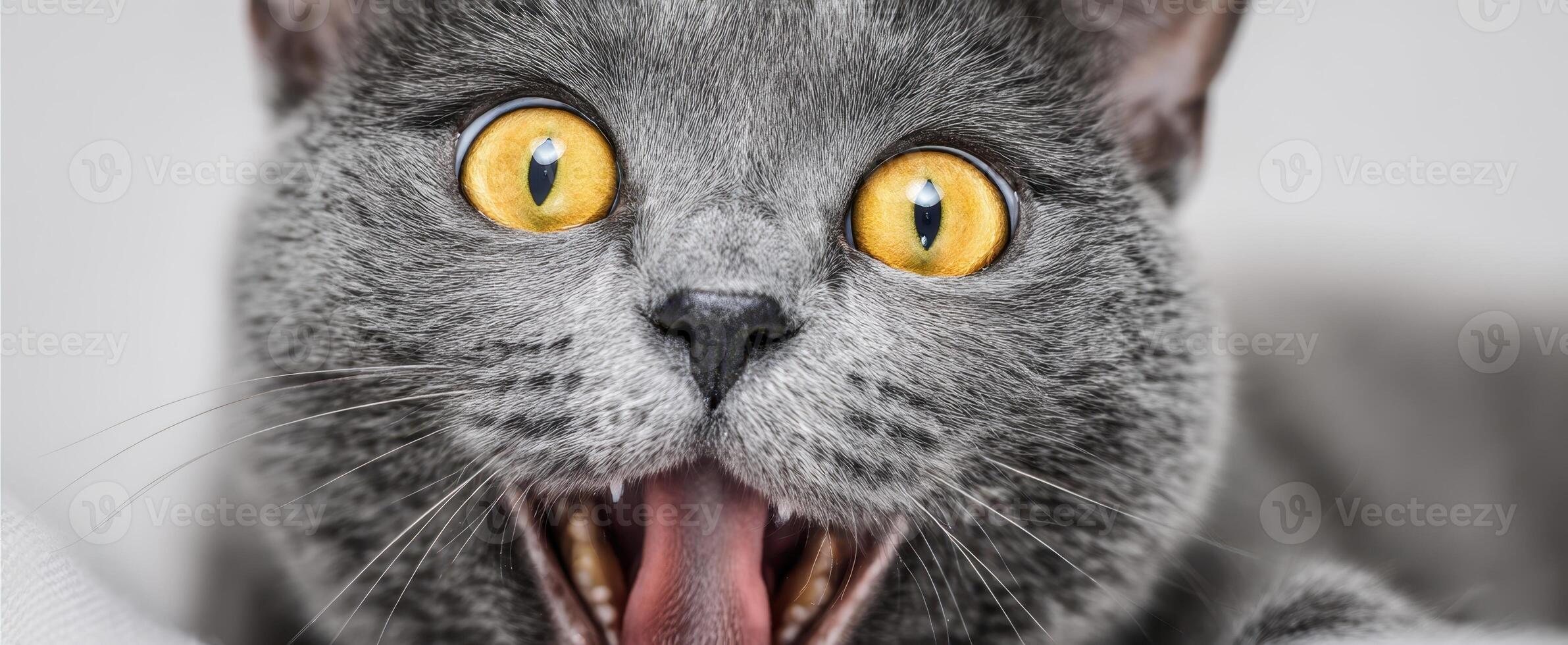 The adorable gray cat displaying a surprised expression with vibrant yellow eyes. photo
