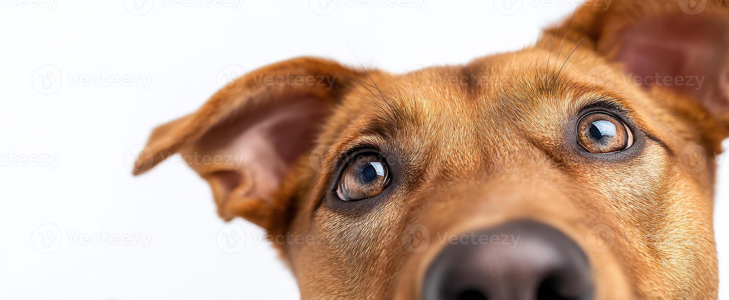 The curious dog displaying expressive eyes and a friendly demeanor. photo