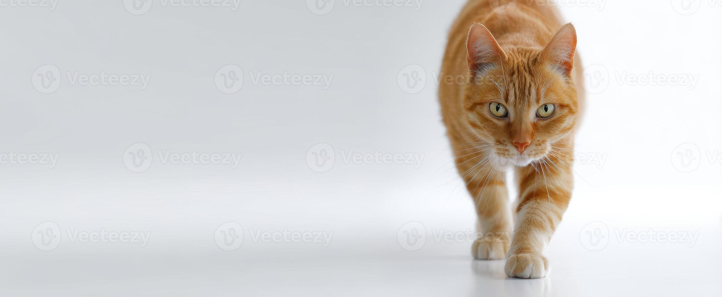 The orange cat walks gracefully across a clean, white surface. photo