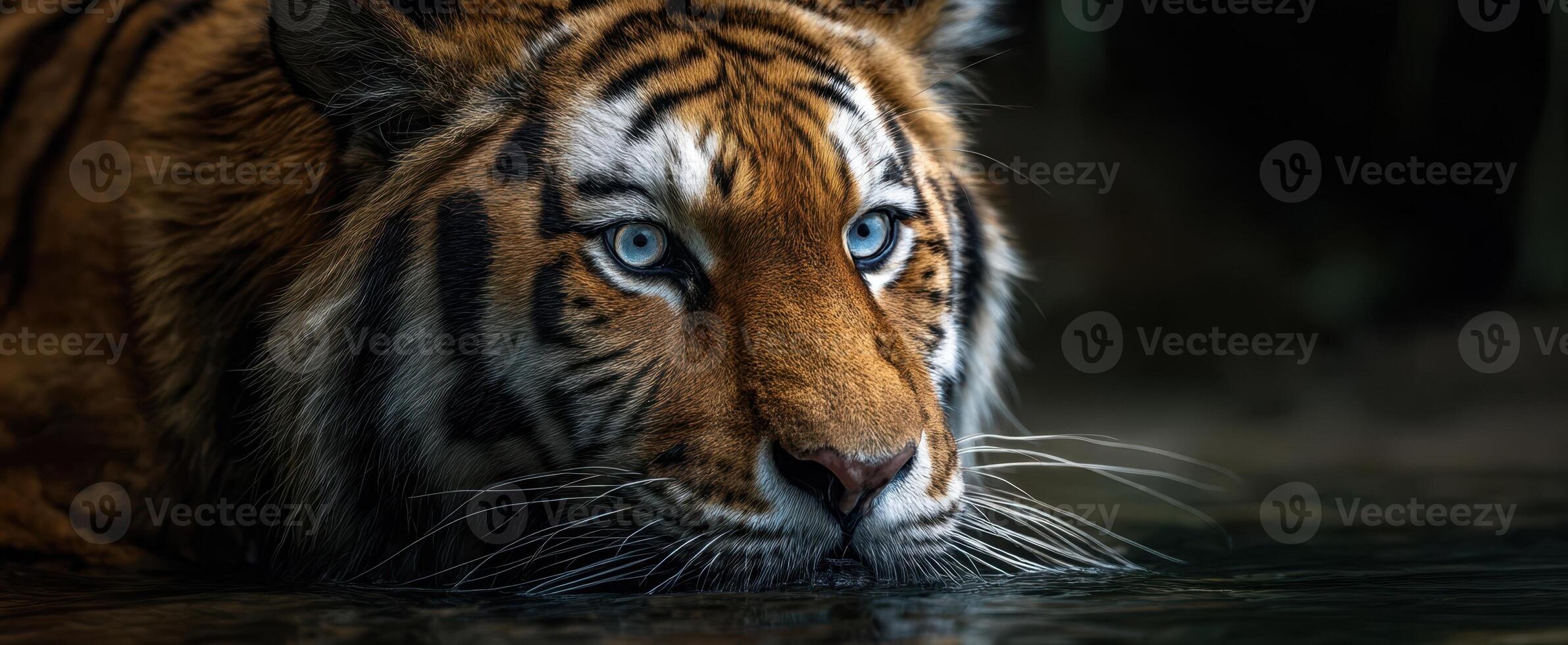 The striking portrait of a tiger reflecting in the water. photo
