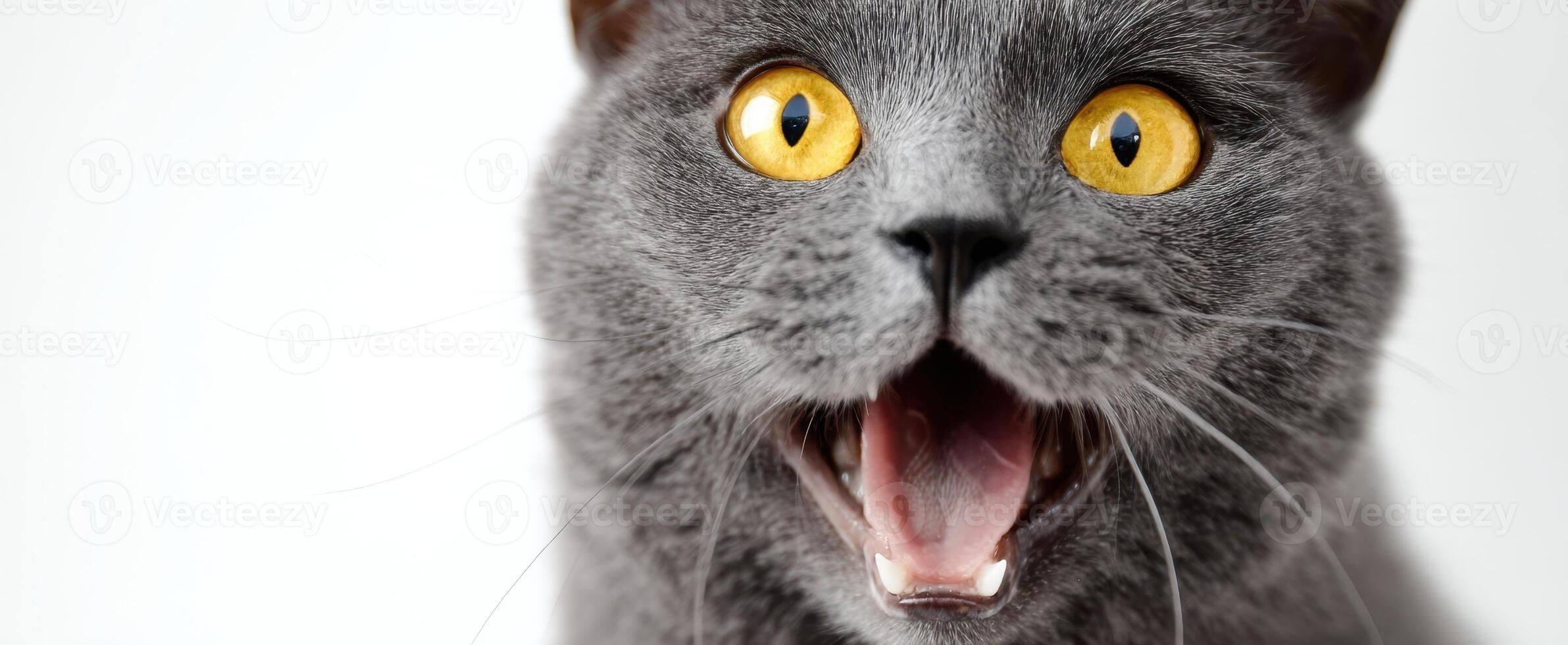 The surprised gray cat with expressive yellow eyes and an adorable mouth. photo