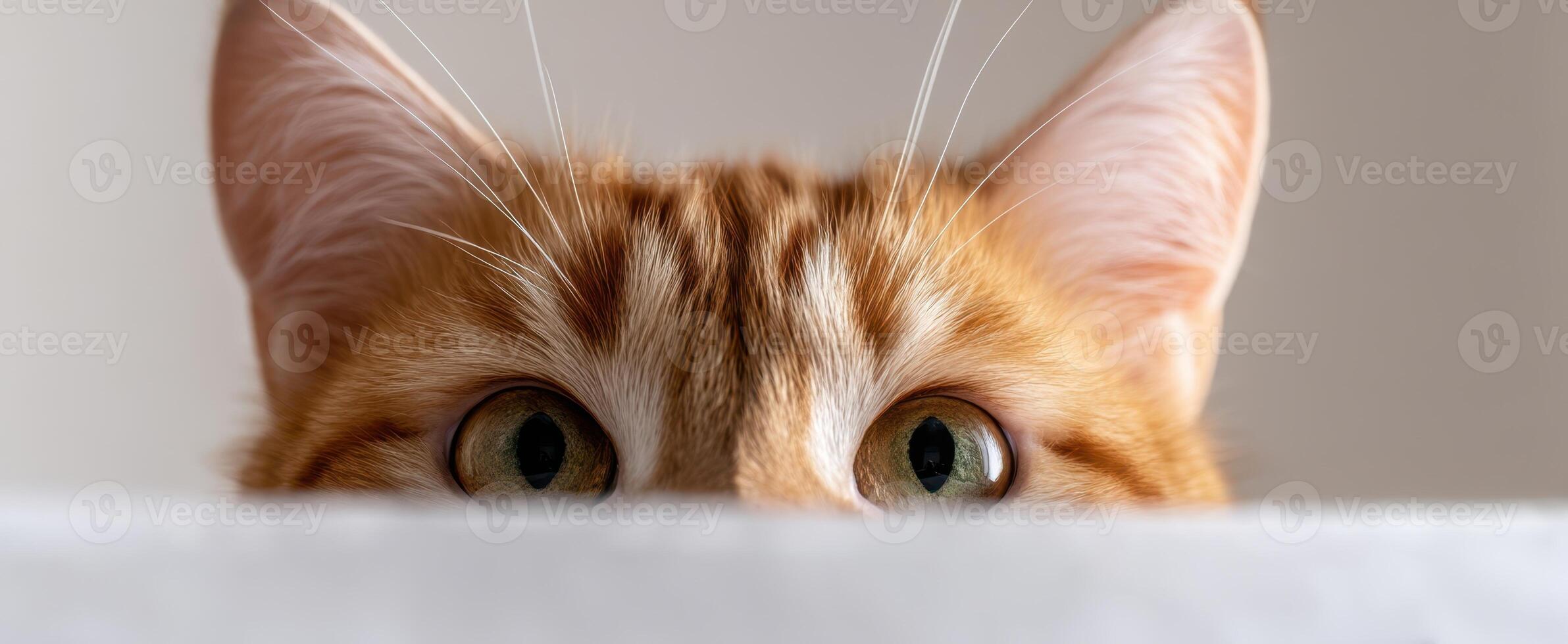 The curious ginger cat peeking over the edge with mesmerizing green eyes. photo