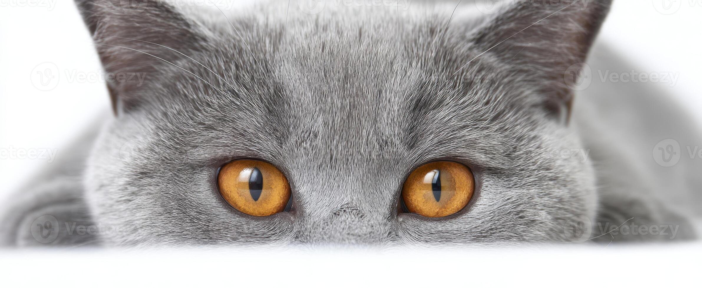 The mesmerizing gaze of a gray cat with striking orange eyes. photo