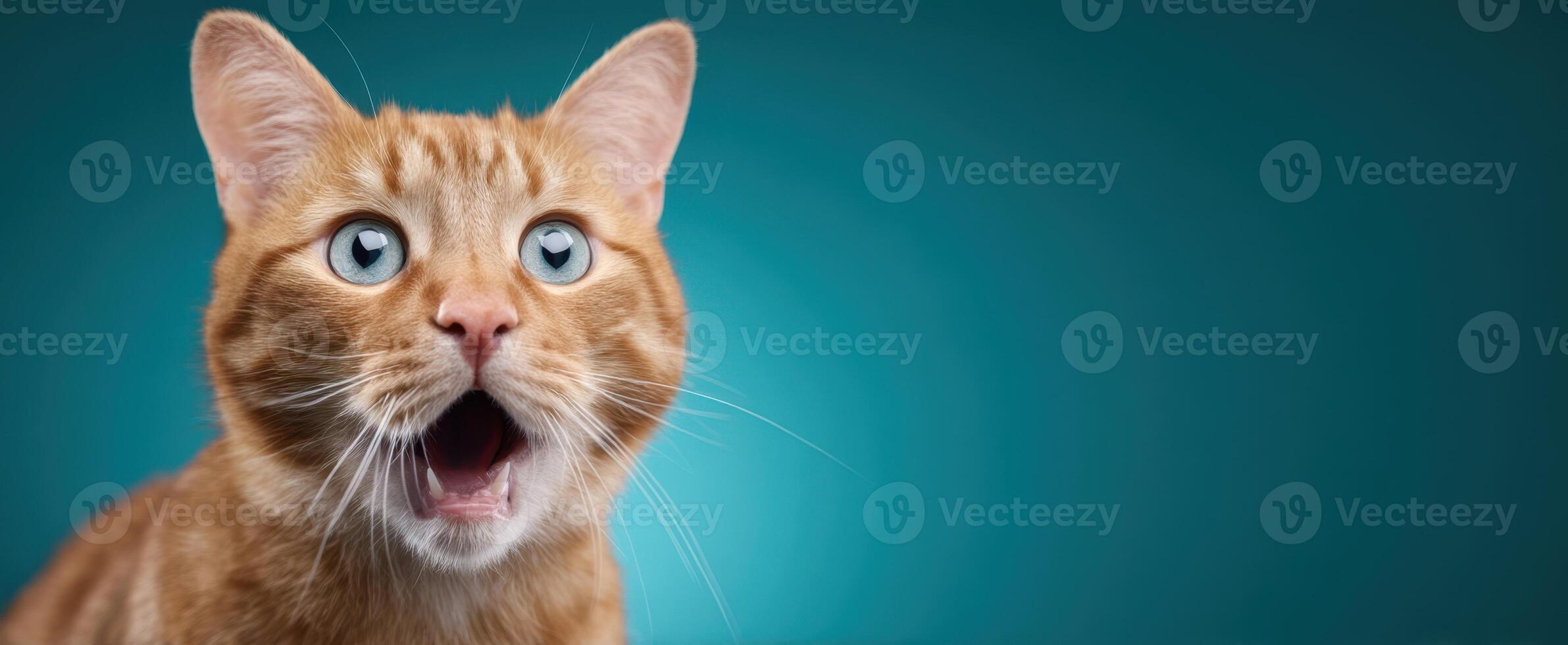 The surprised cat with wide eyes expressing curiosity and delight. photo