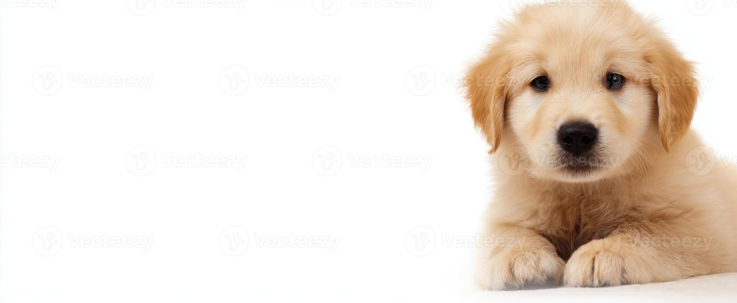 The adorable golden retriever puppy with fluffy fur and curious expression. photo