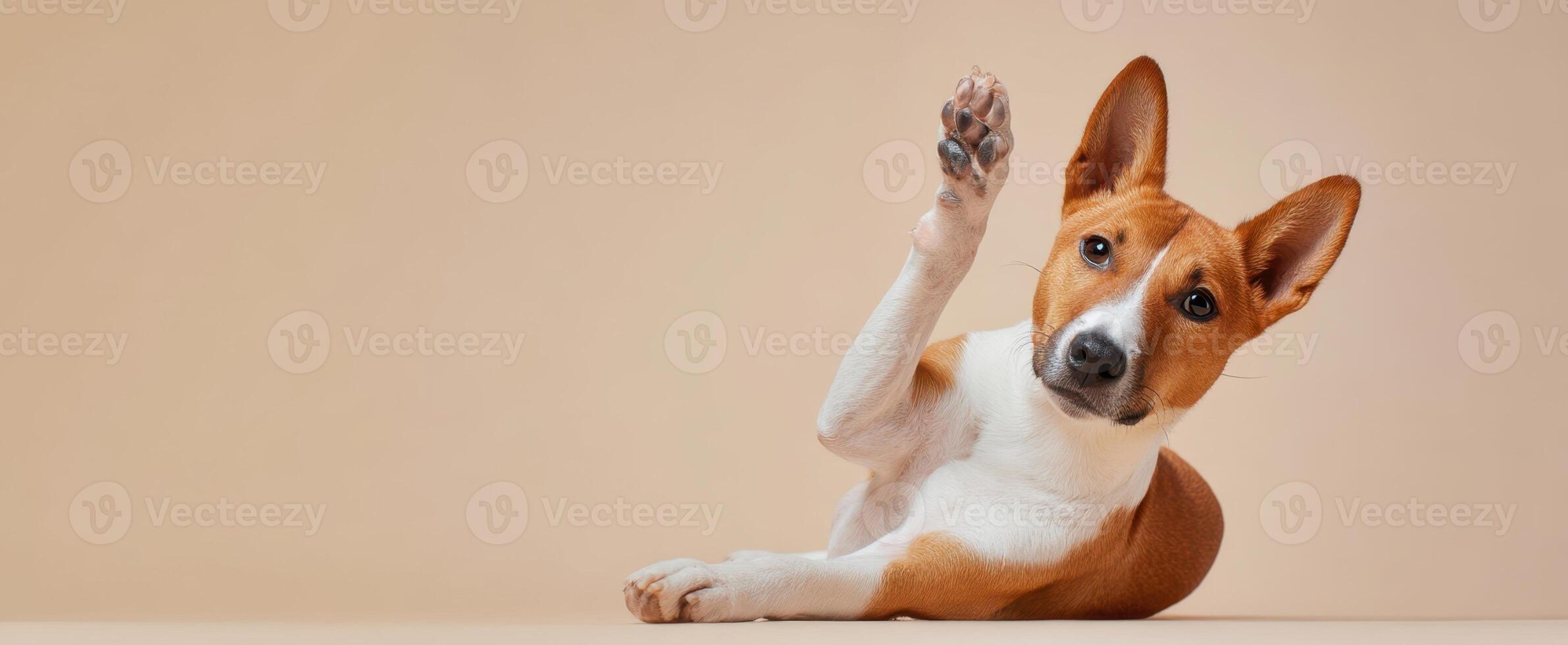 The adorable Basenji dog playfully waving its paw in a studio setting. photo
