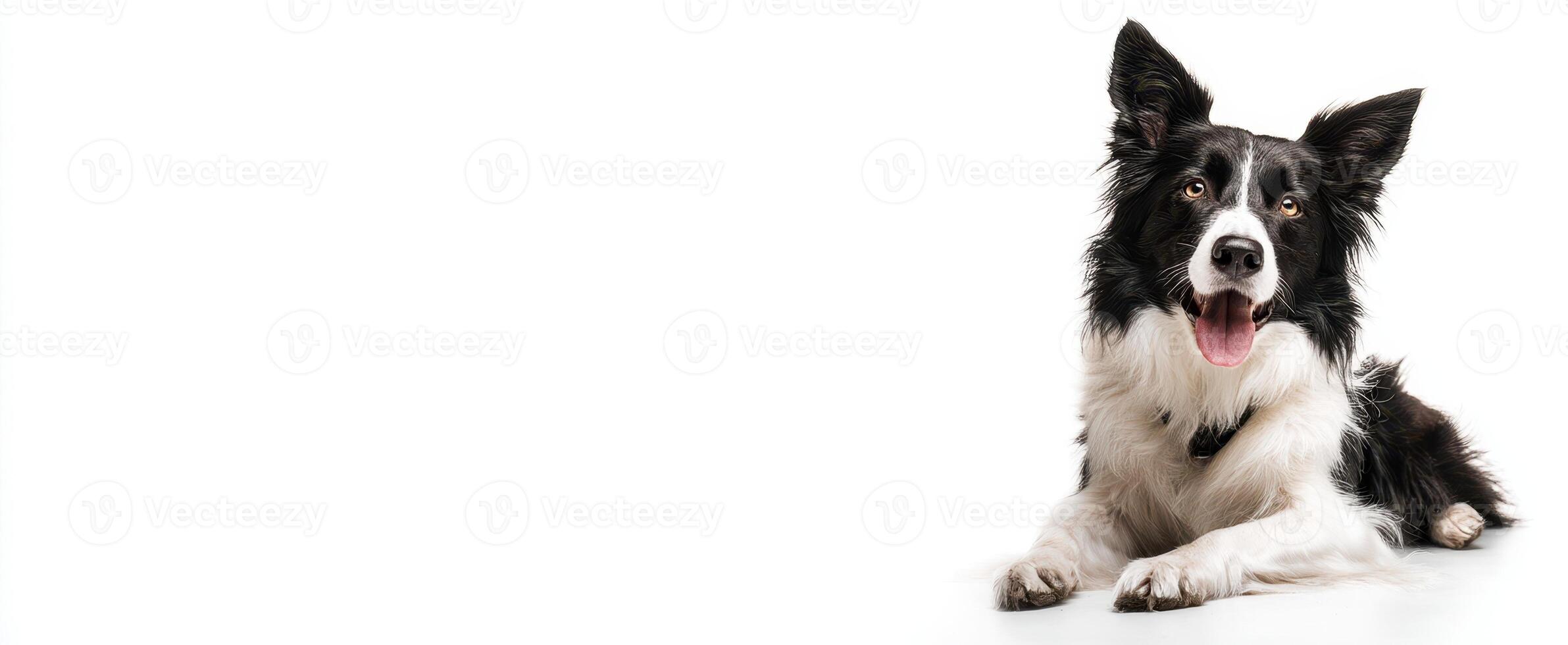 The border collie displays its playful and happy personality in a studio setting. photo