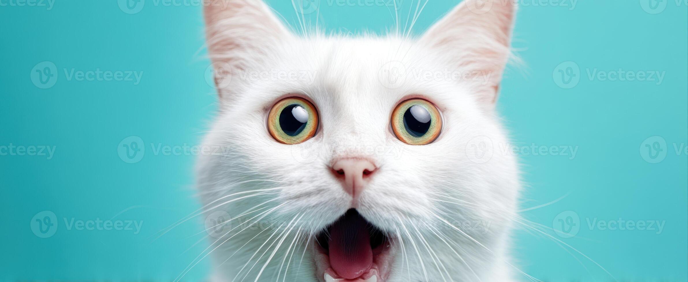 The surprised white cat with big eyes against a vibrant blue background photo