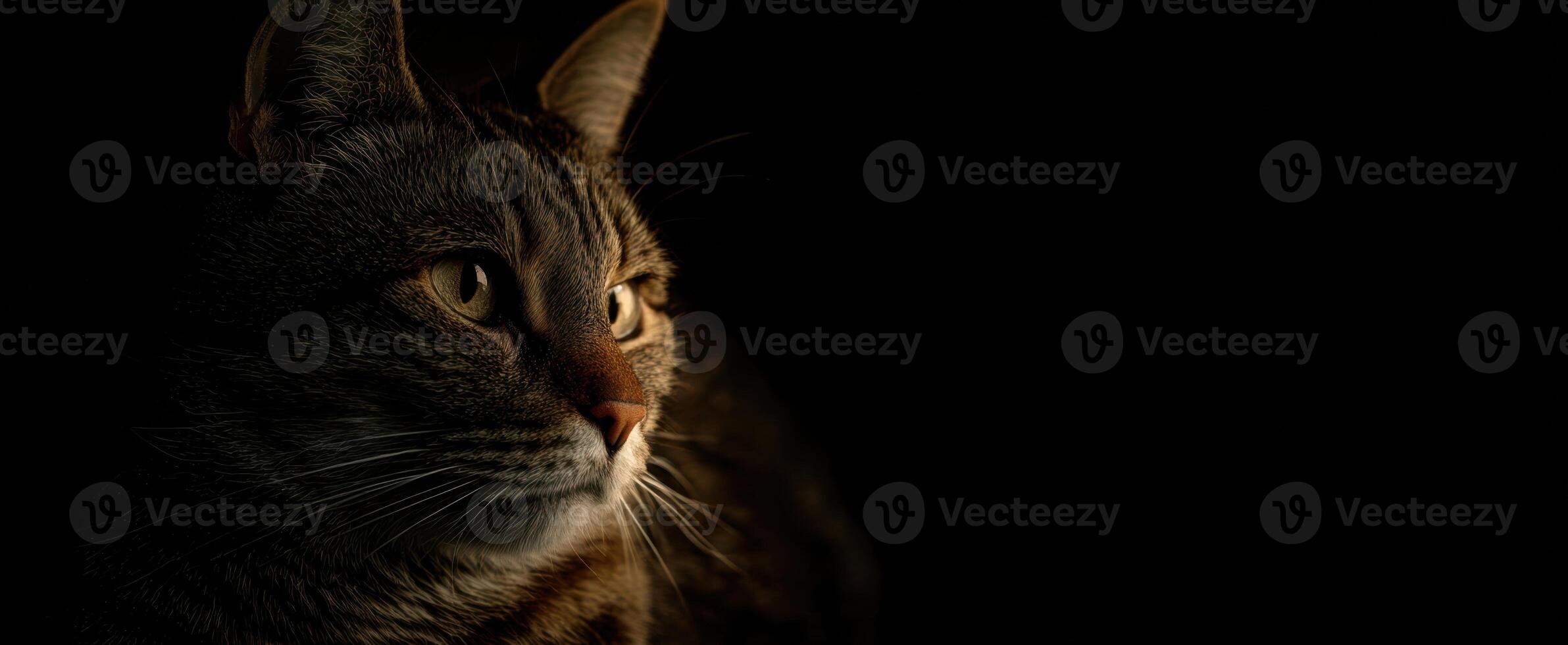 The captivating portrait of a tabby cat in soft lighting. photo