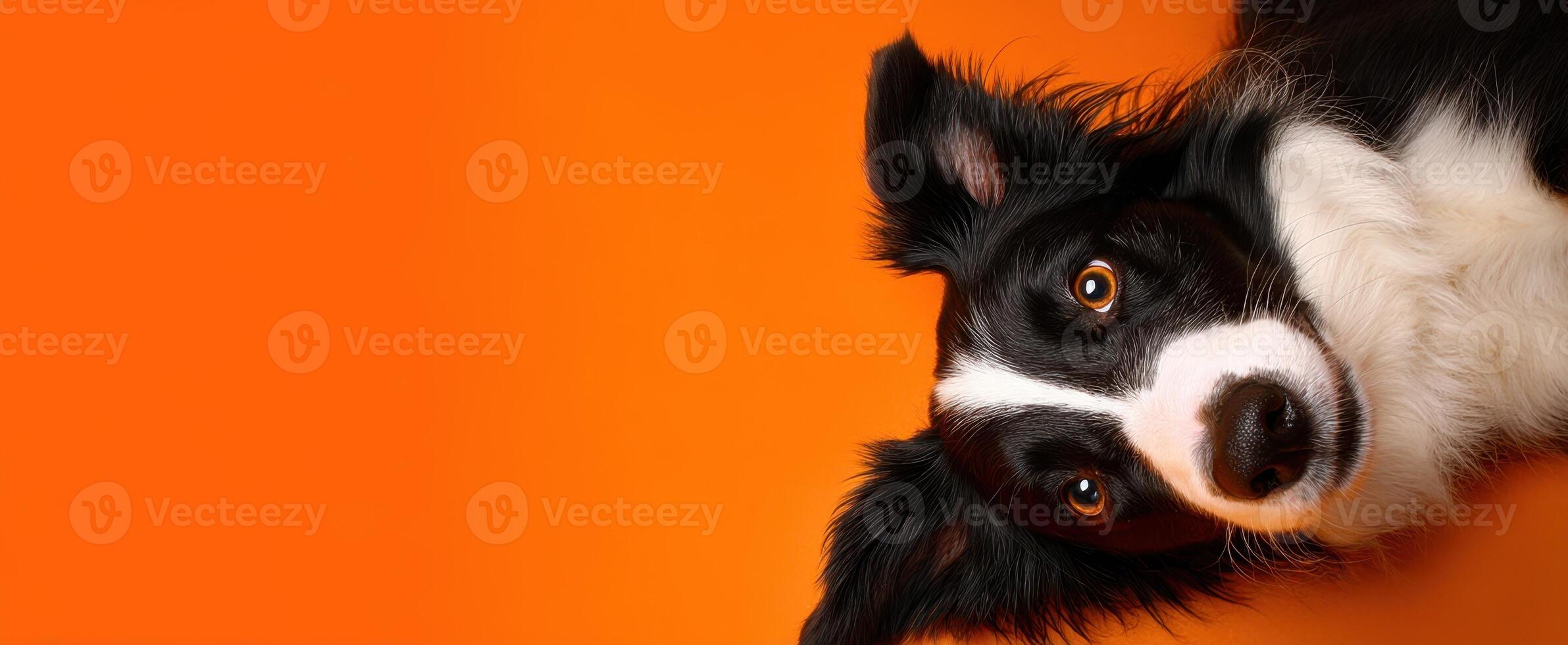 The charming border collie with expressive eyes on a vibrant orange background photo