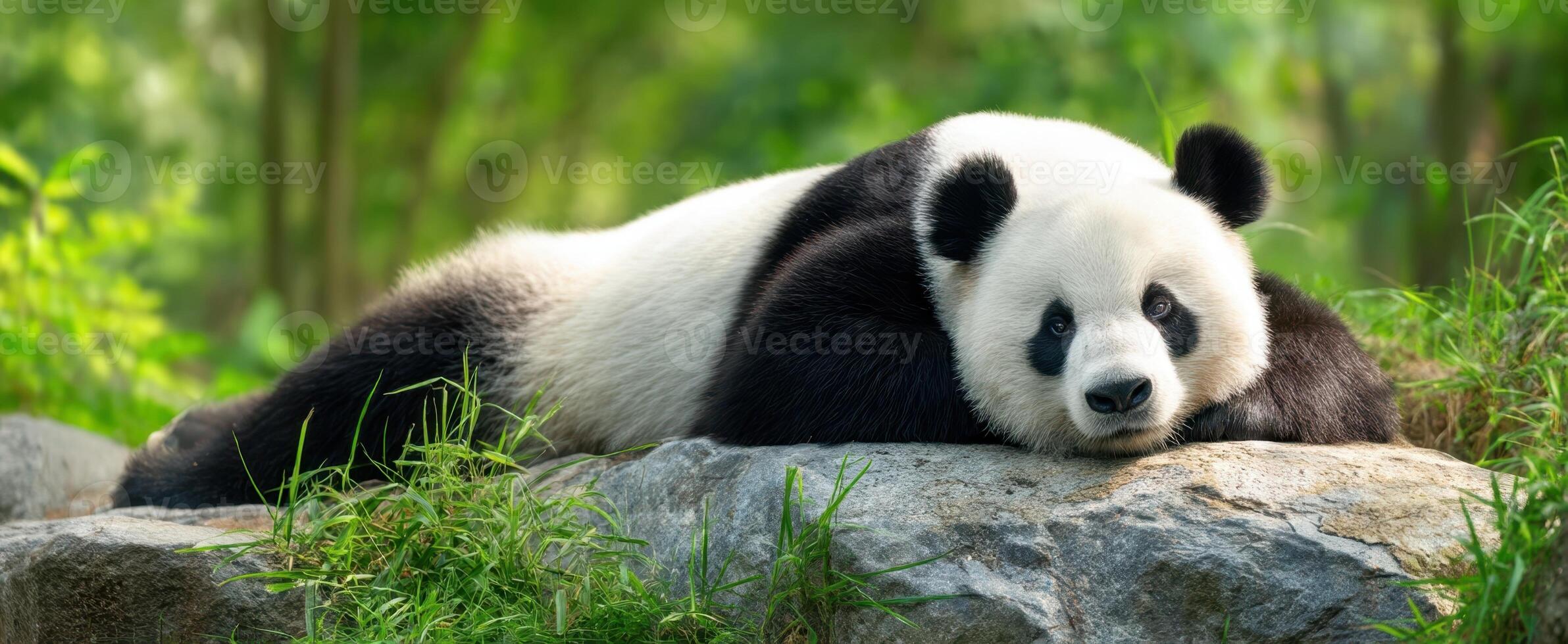 The adorable panda resting peacefully on a rock in a lush green environment. photo