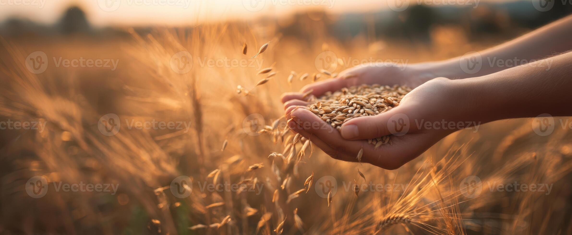 The Hands Holding Grains of Wheat in a Beautiful Golden Field photo