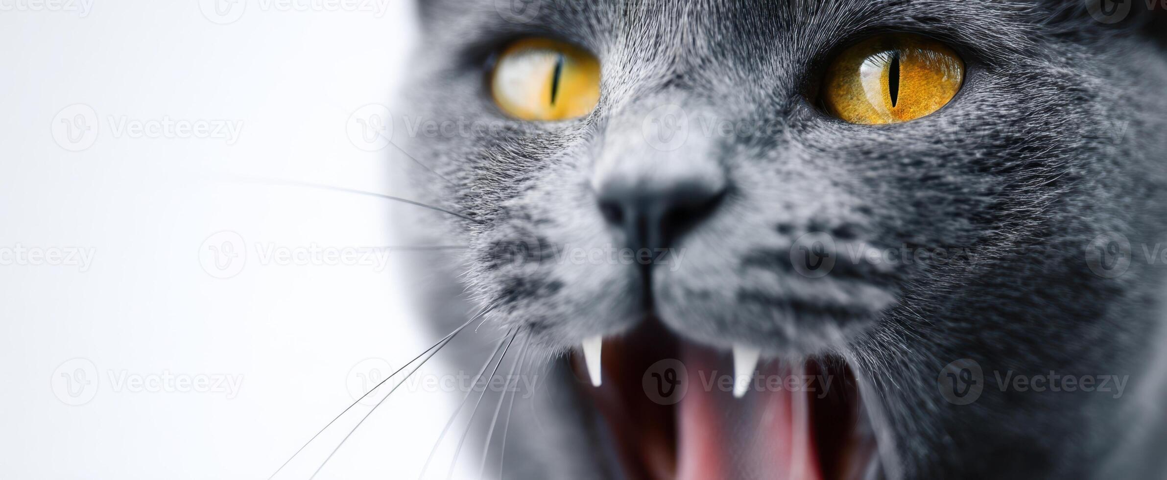 The Majestic Gray Cat with Striking Yellow Eyes in a Playful Pose photo