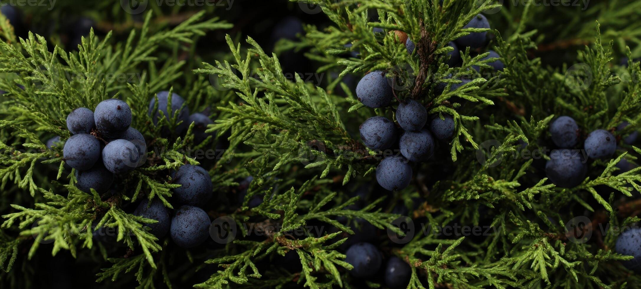 The lush green juniper branches adorned with vibrant blue berries. photo