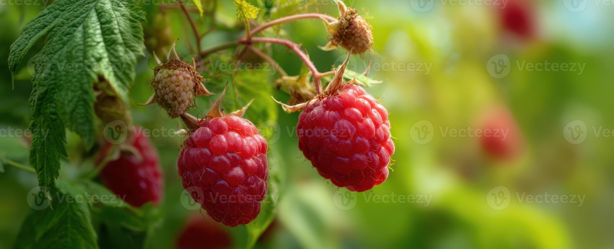 Raspberries on the plant photo