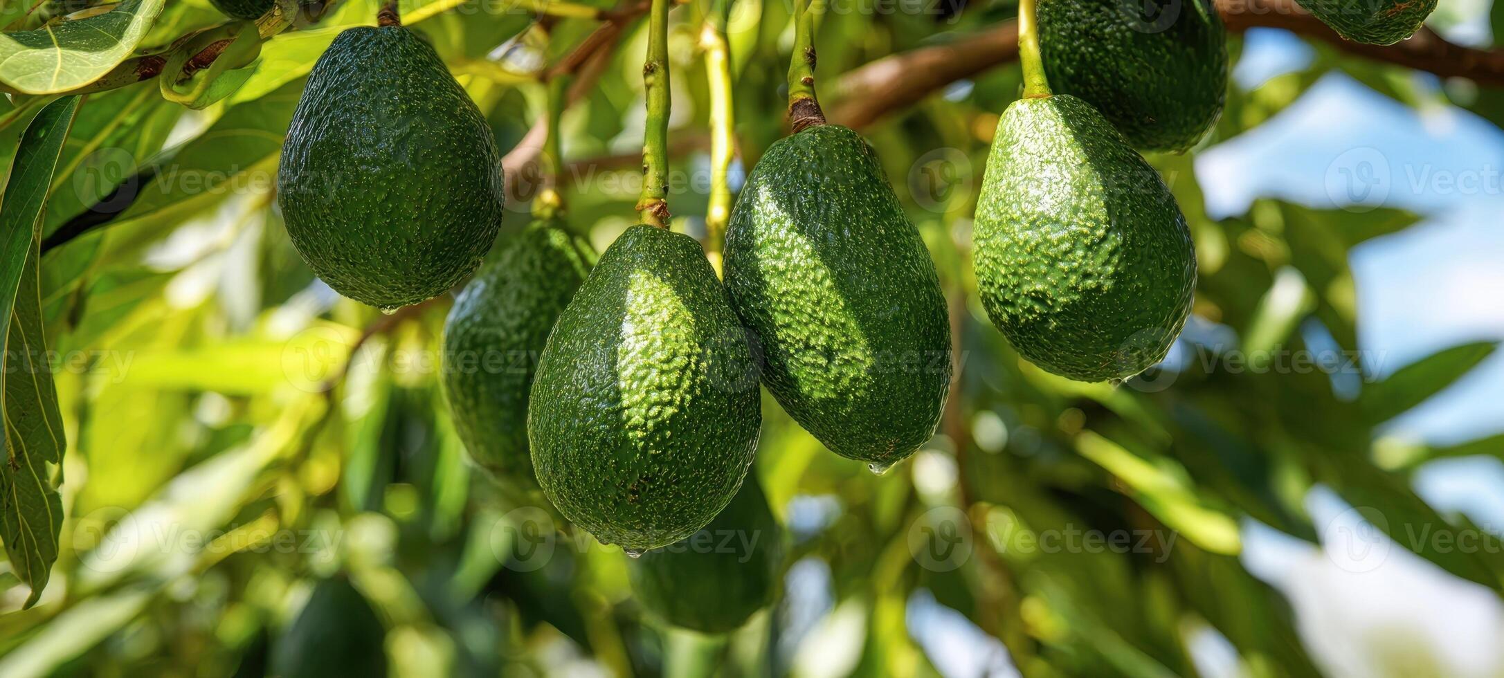 The avocados hanging from the tree in a vibrant summer landscape. photo